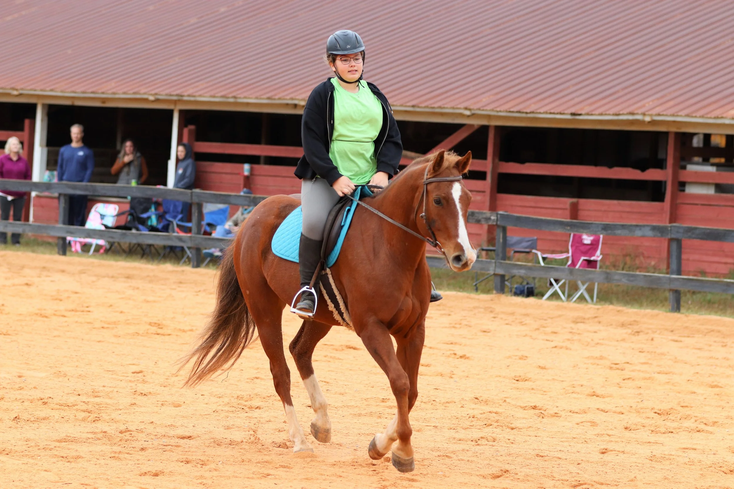 The Horses — Love Reins Equestrian
