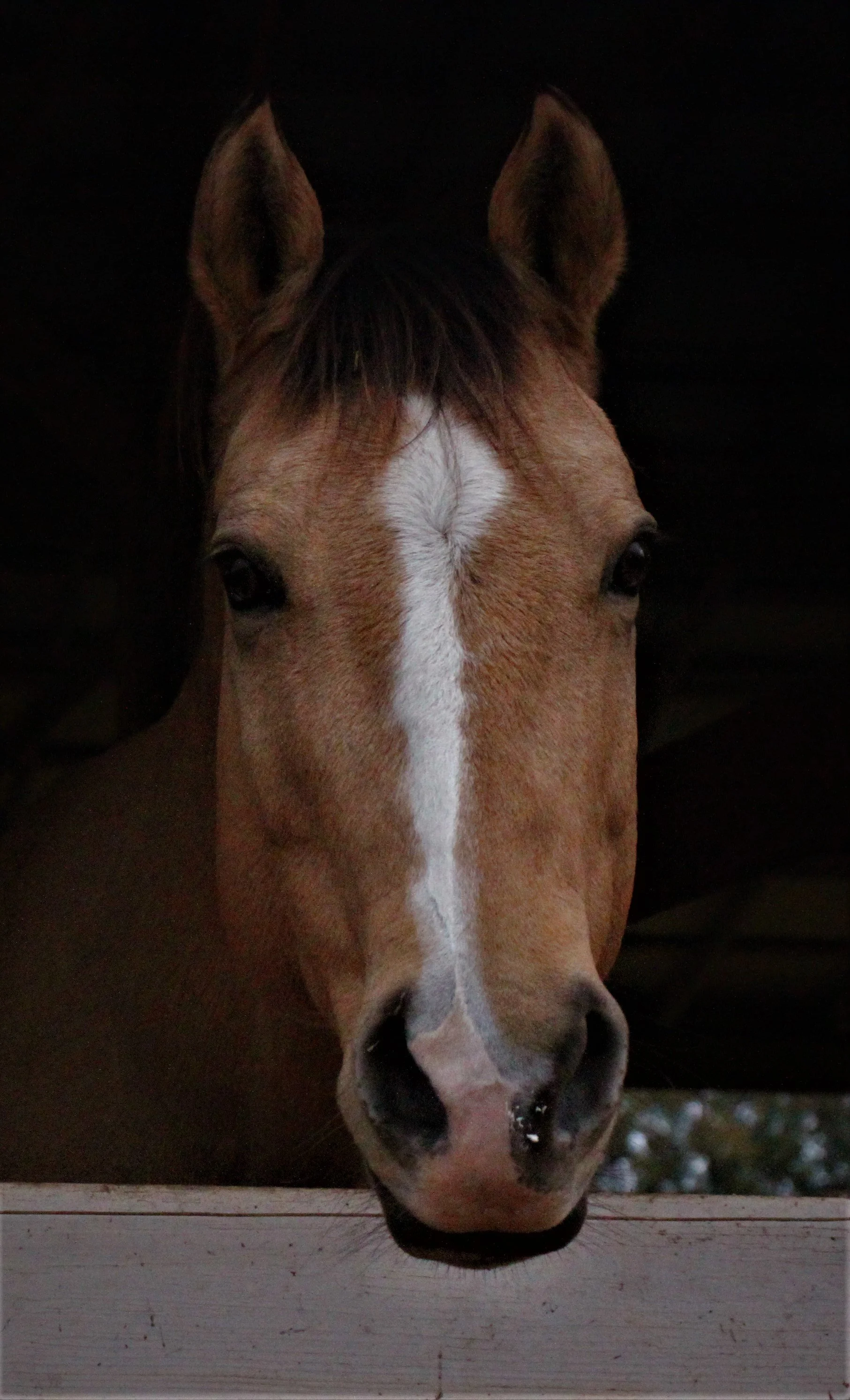 The Horses — Love Reins Equestrian