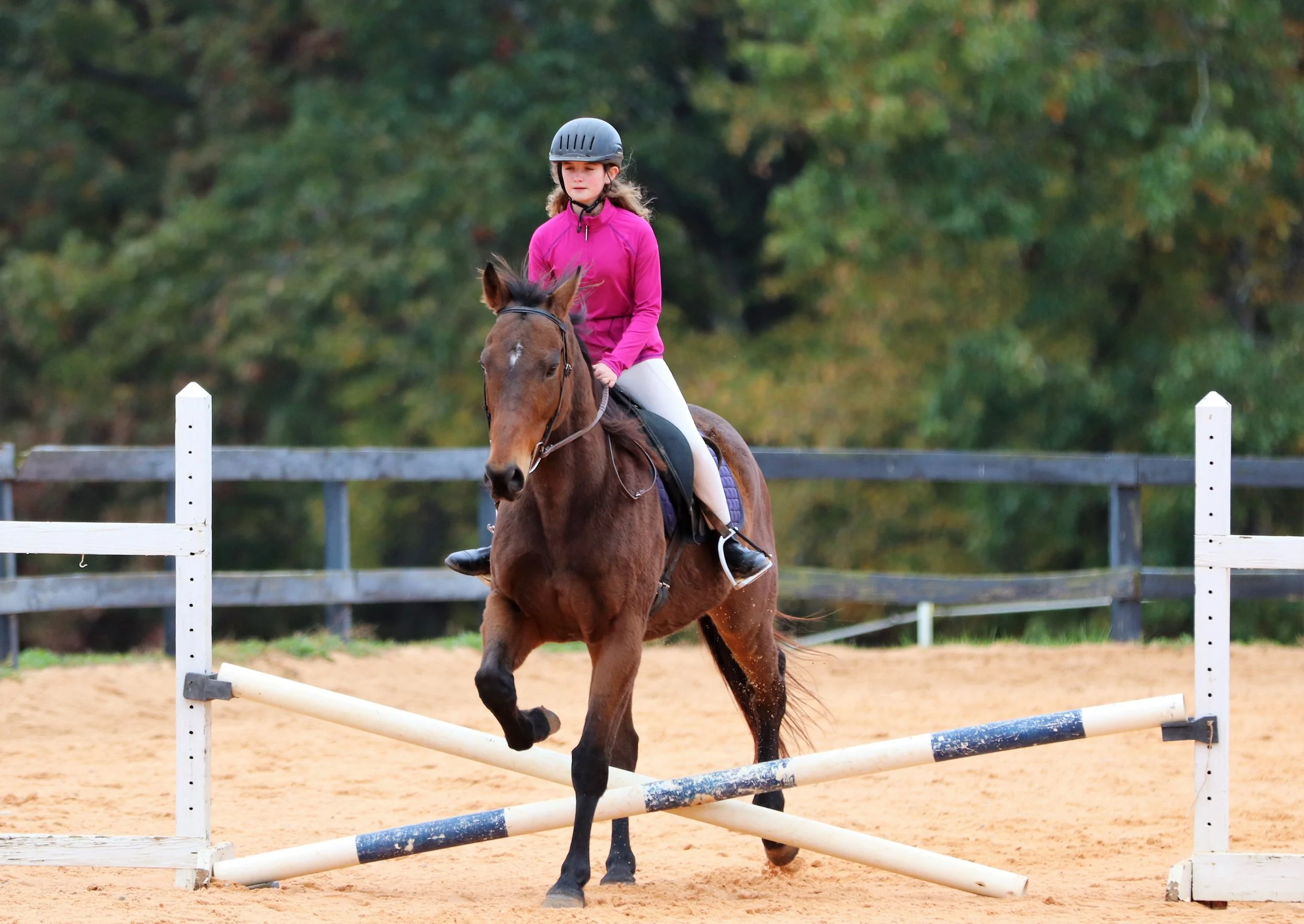 The Horses — Love Reins Equestrian