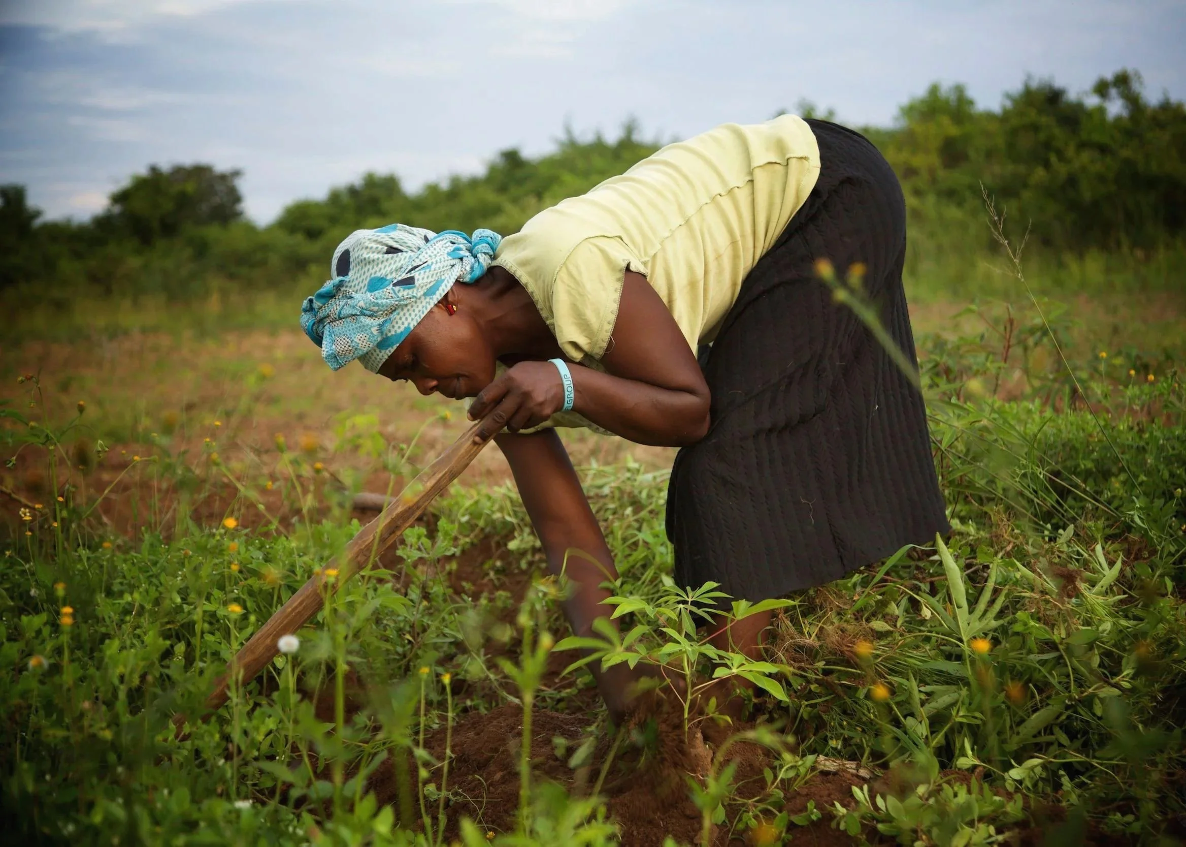A woman working in a field of green plants.