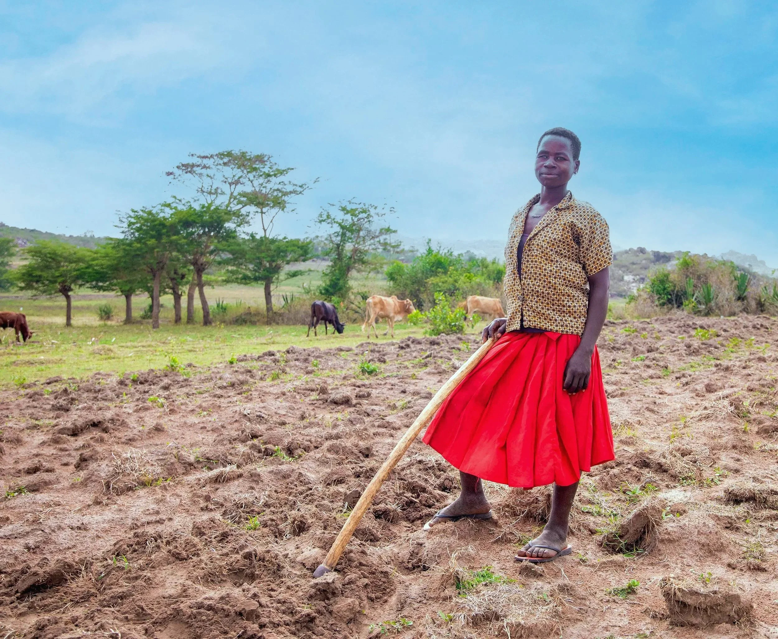 A woman in a field, holding a wooden tool with several cows grazing nearby.