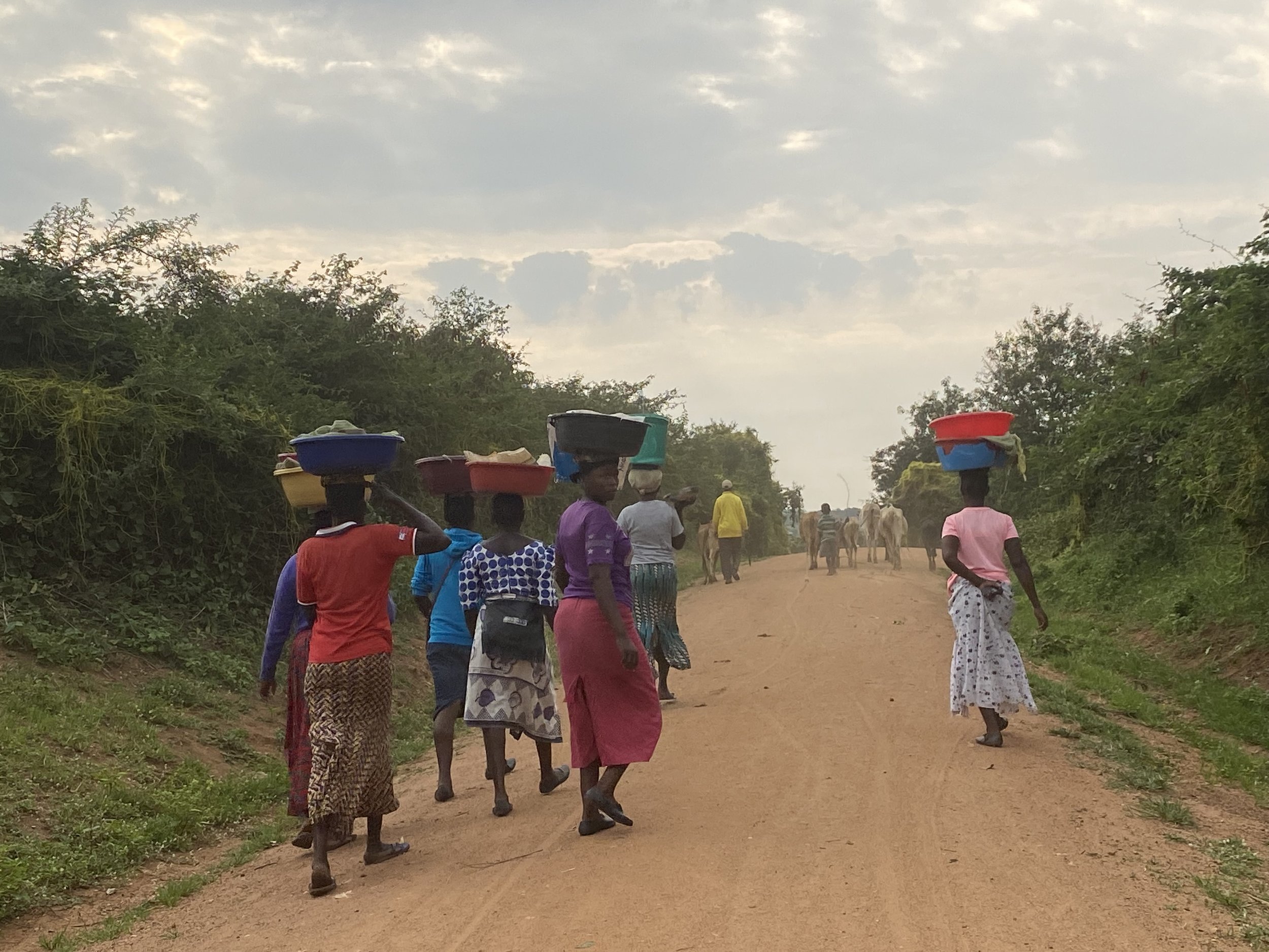 Women walking along a dirt road carrying containers on head with men and cattle in background.