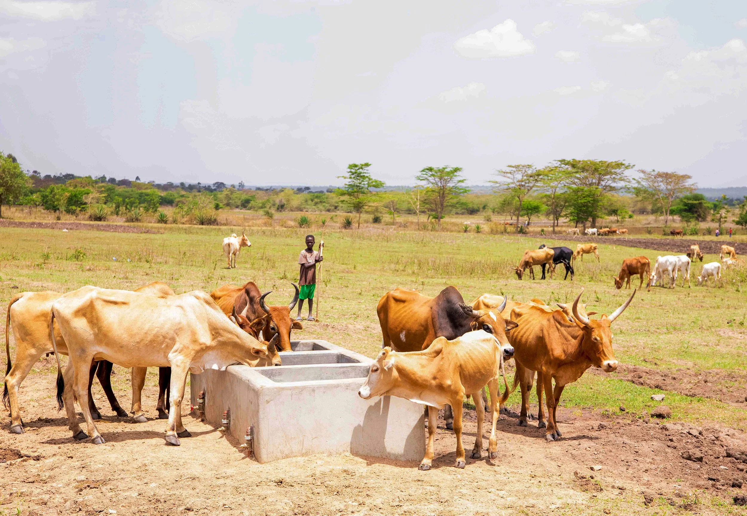 A young boy standing among cattle at water trough.