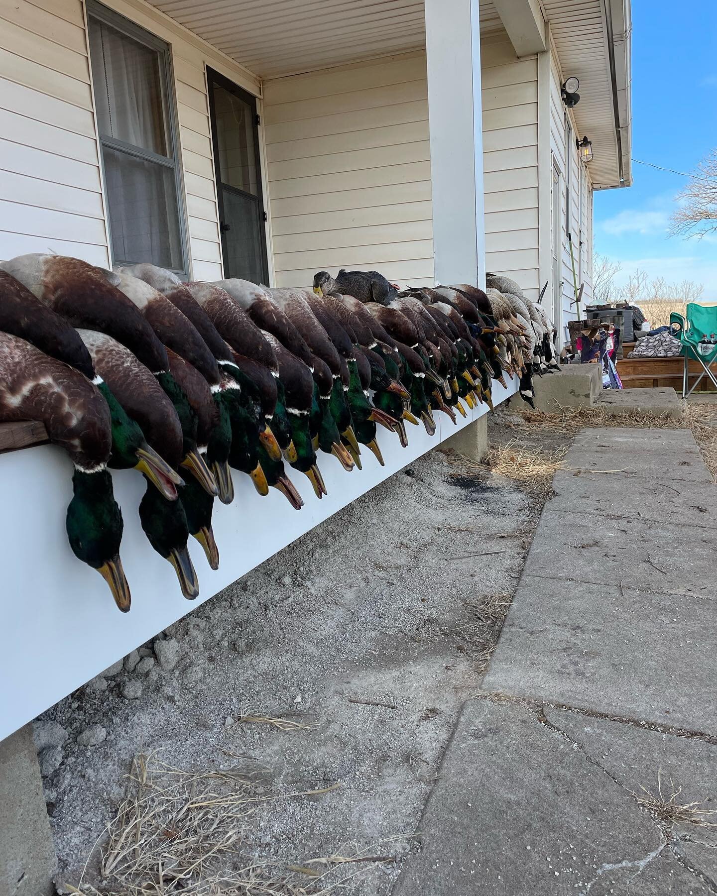 Looking for a hunting adventure that's truly unique? Check out our waterfowl package, designed for the avid hunter who wants to experience the thrill of duck hunting. Our expert guides and staff will take care of every detail, from scouting the best 