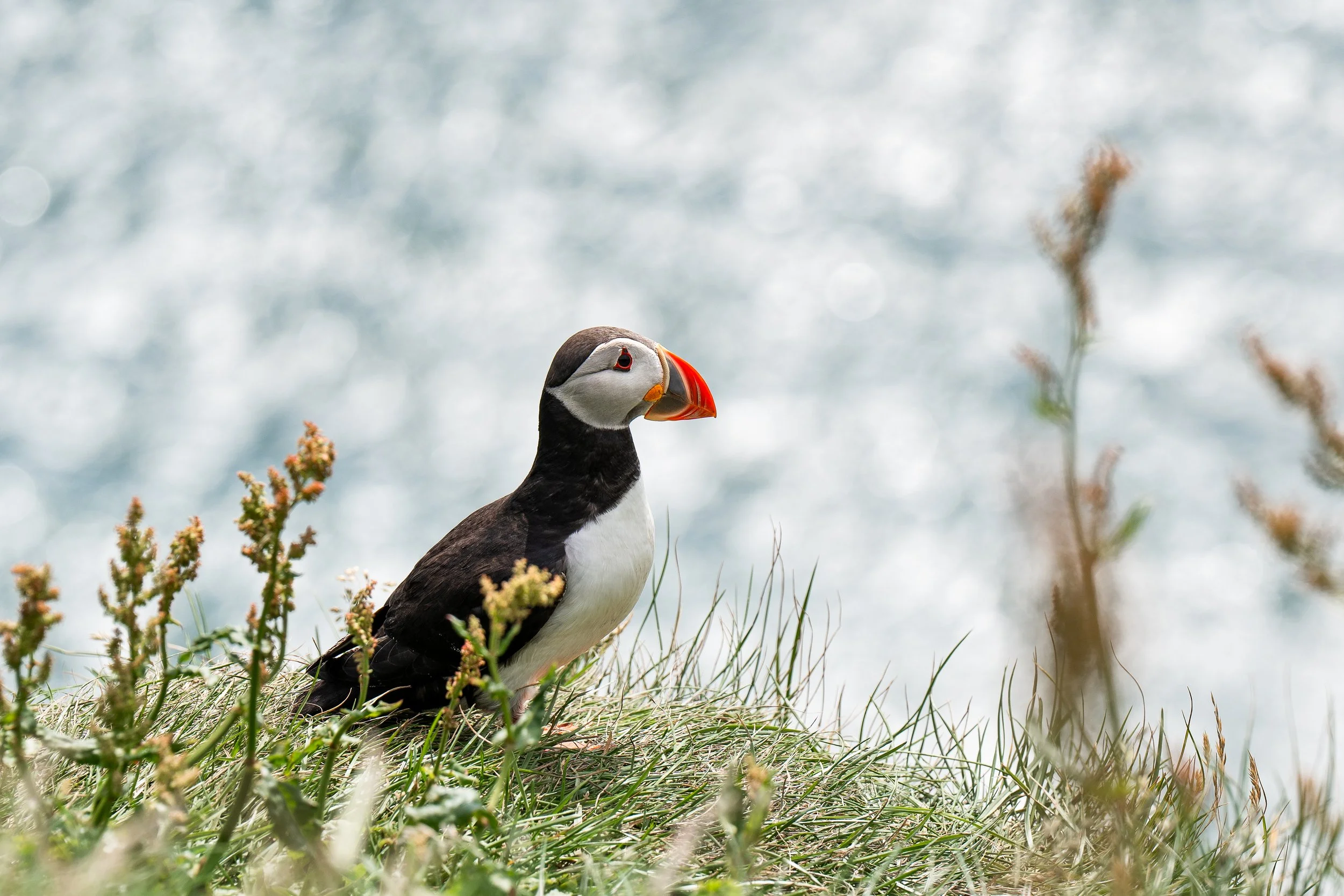 iceland-puffin.jpg