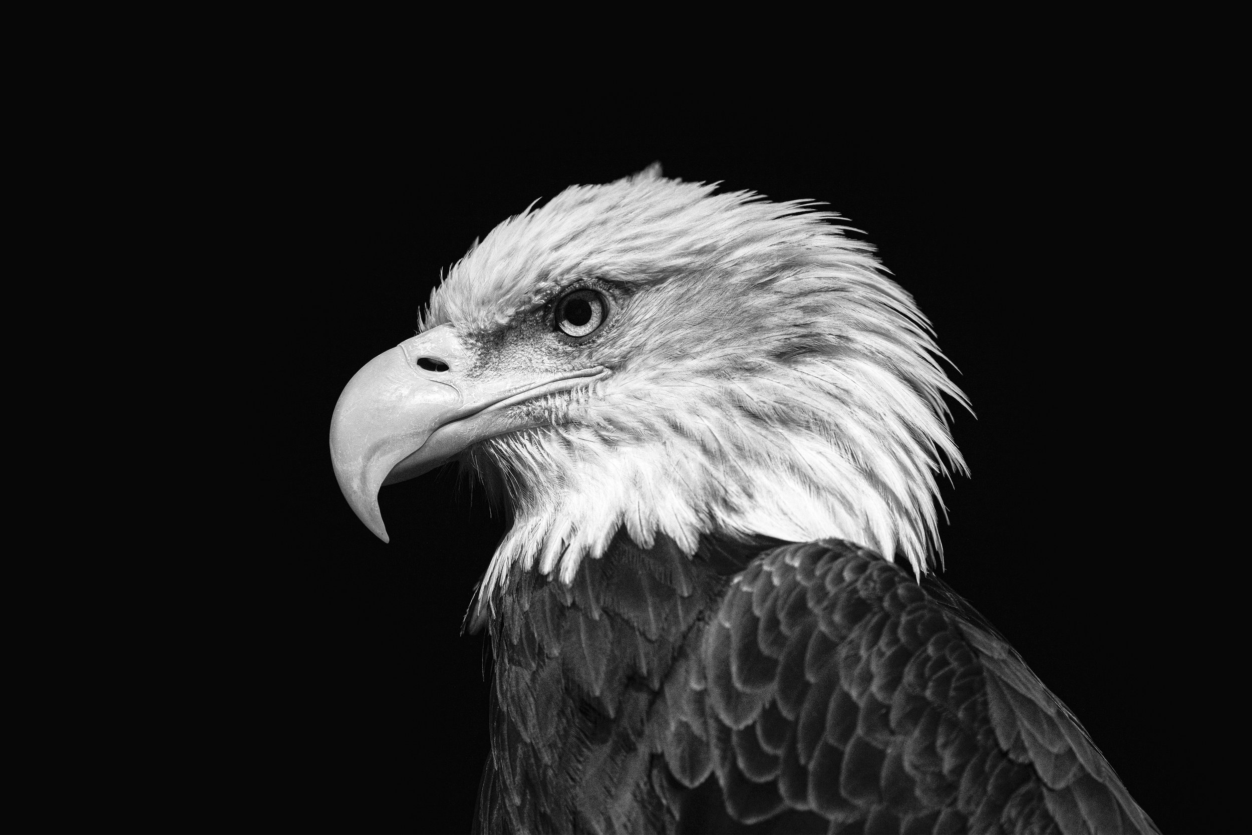 eagle-time.jpg