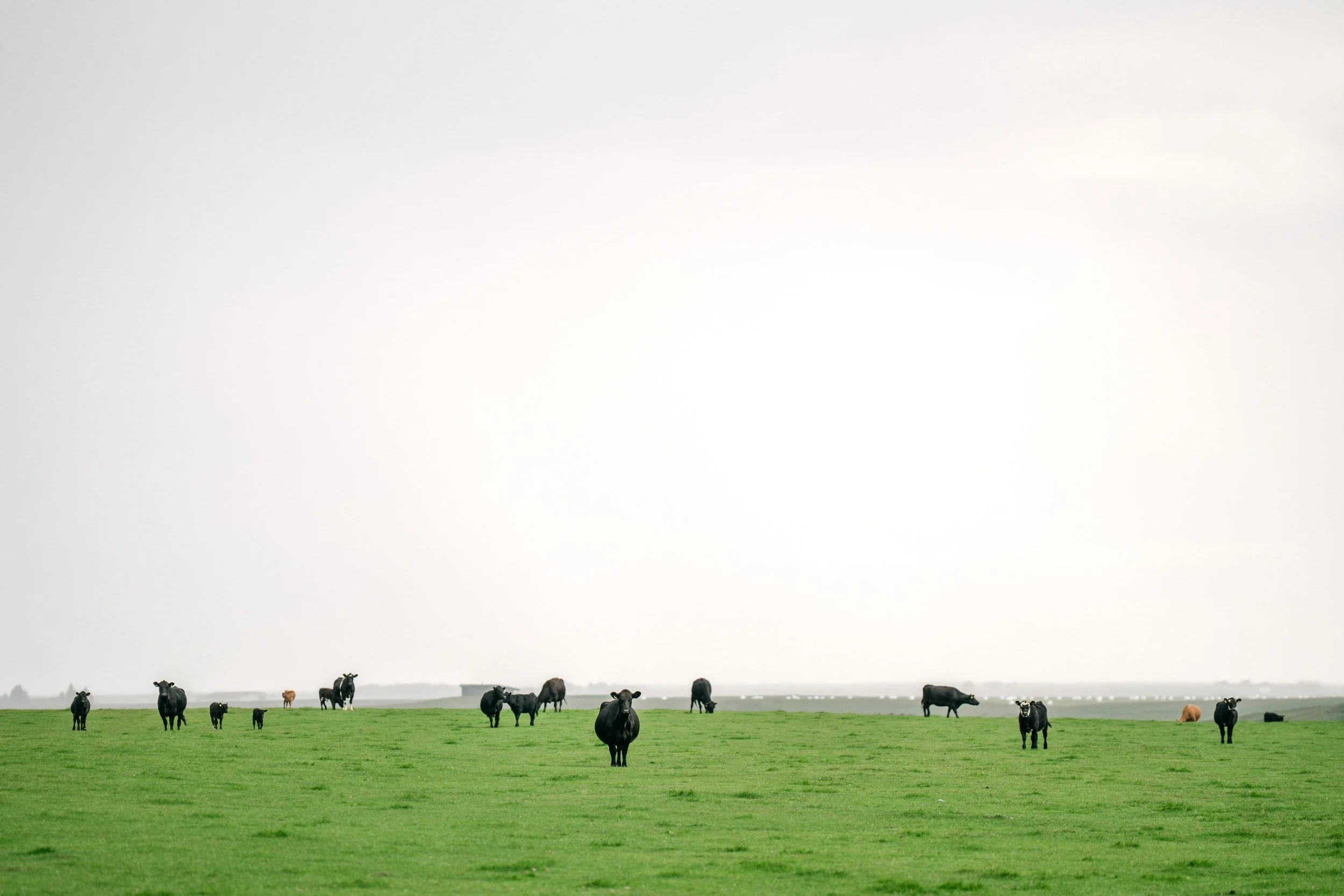 iceland-cows.jpg