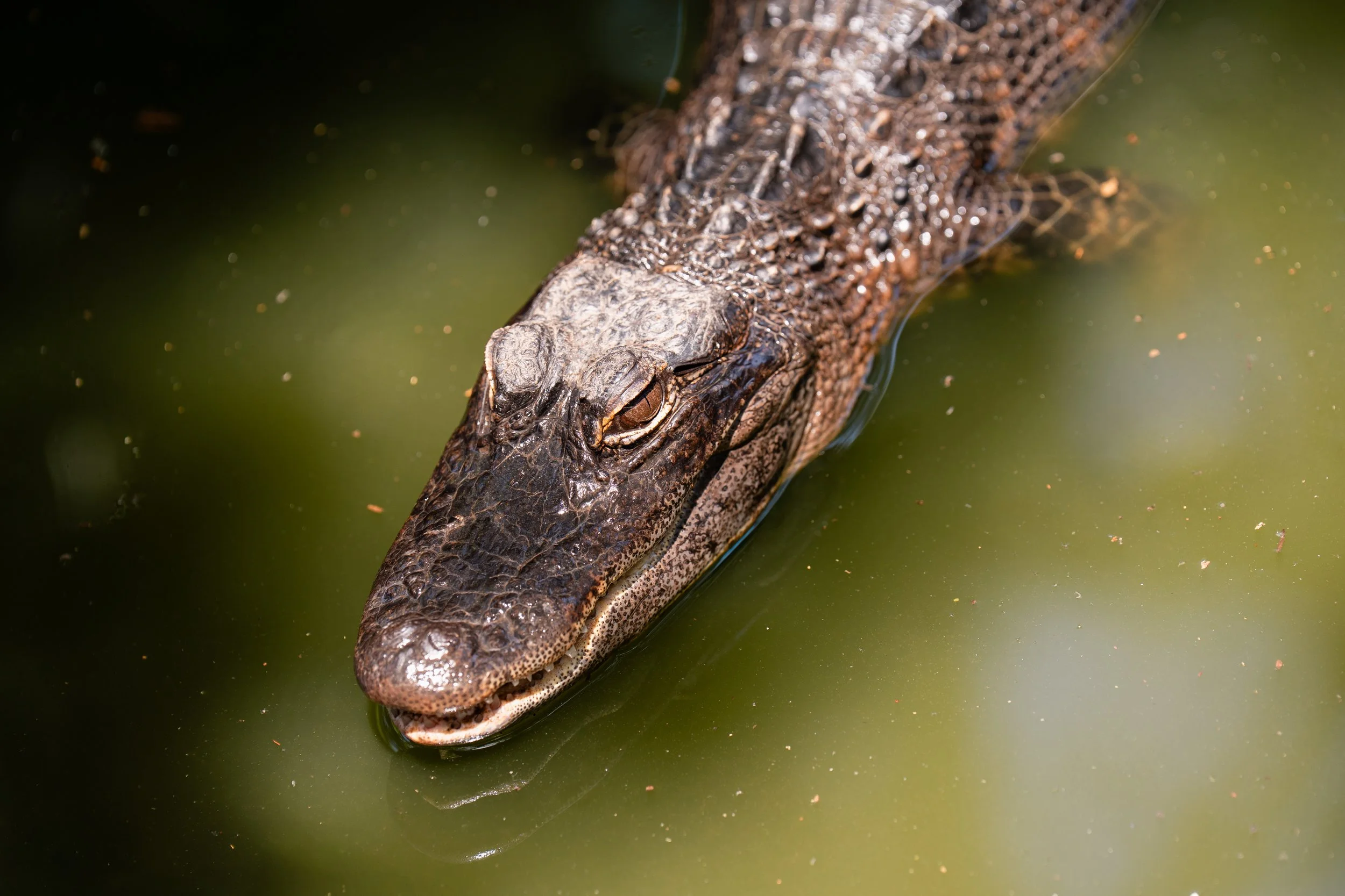 florida-alligator.jpg