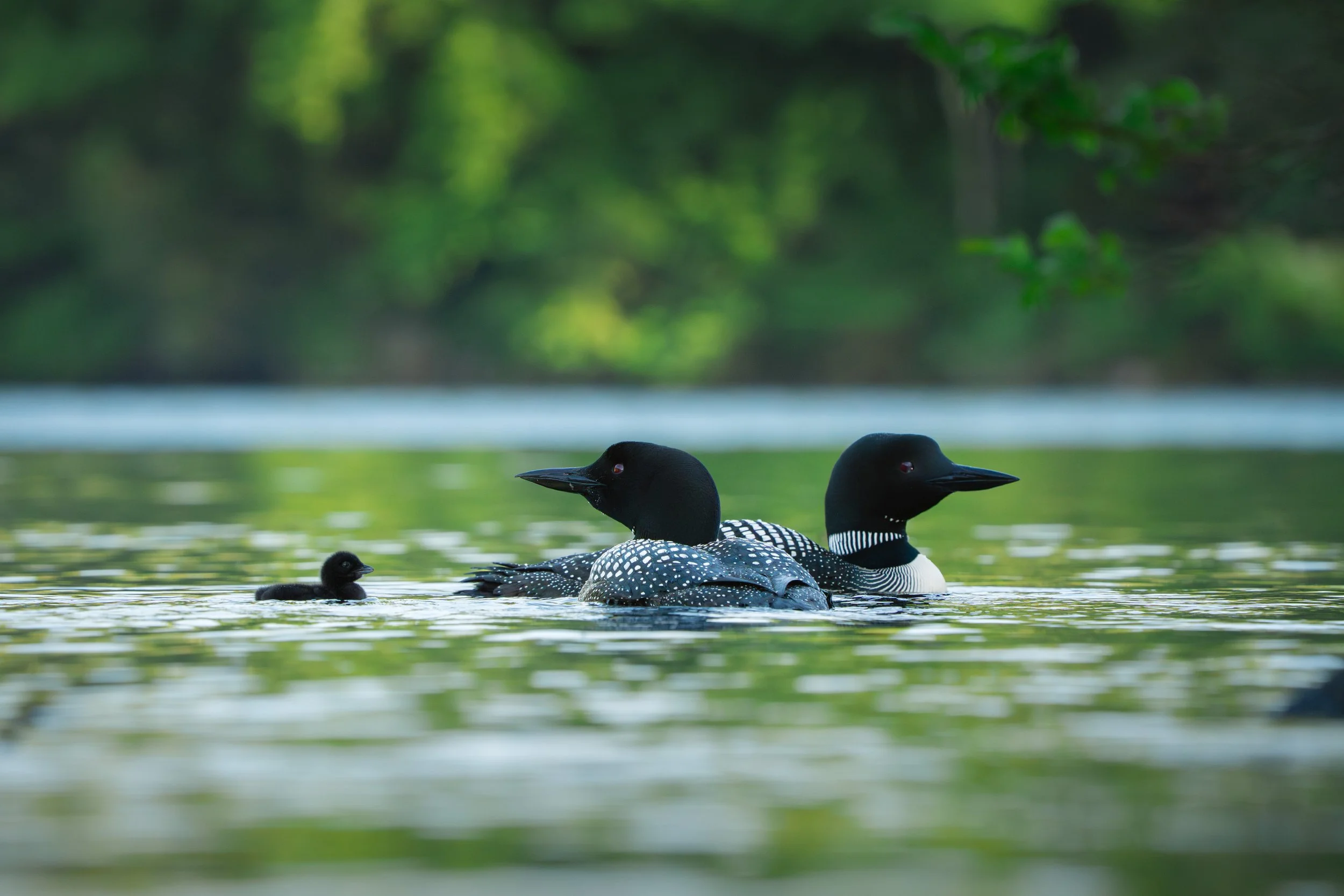 loon-parents-and-baby.jpg