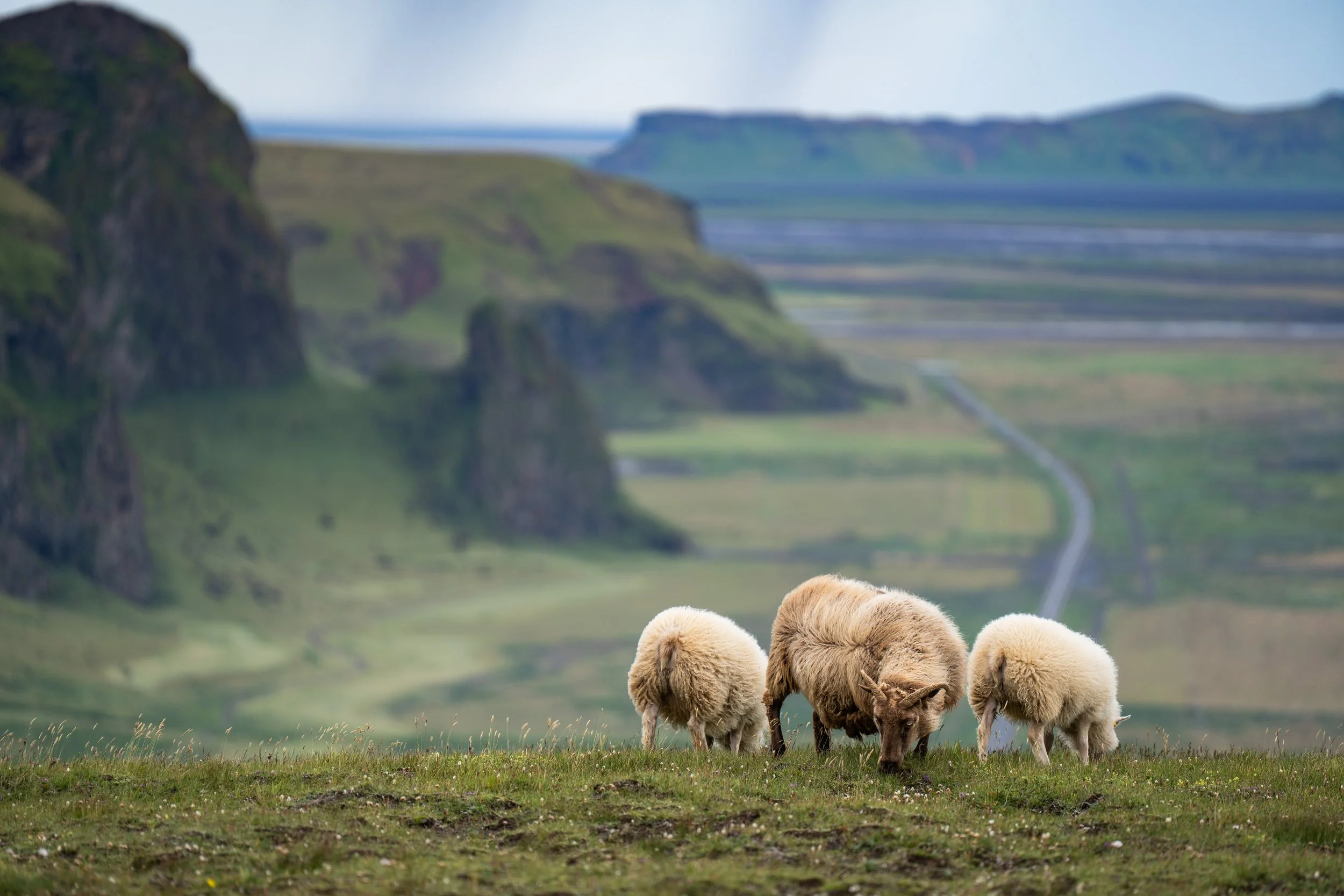 iceland-sheep-vista.jpg