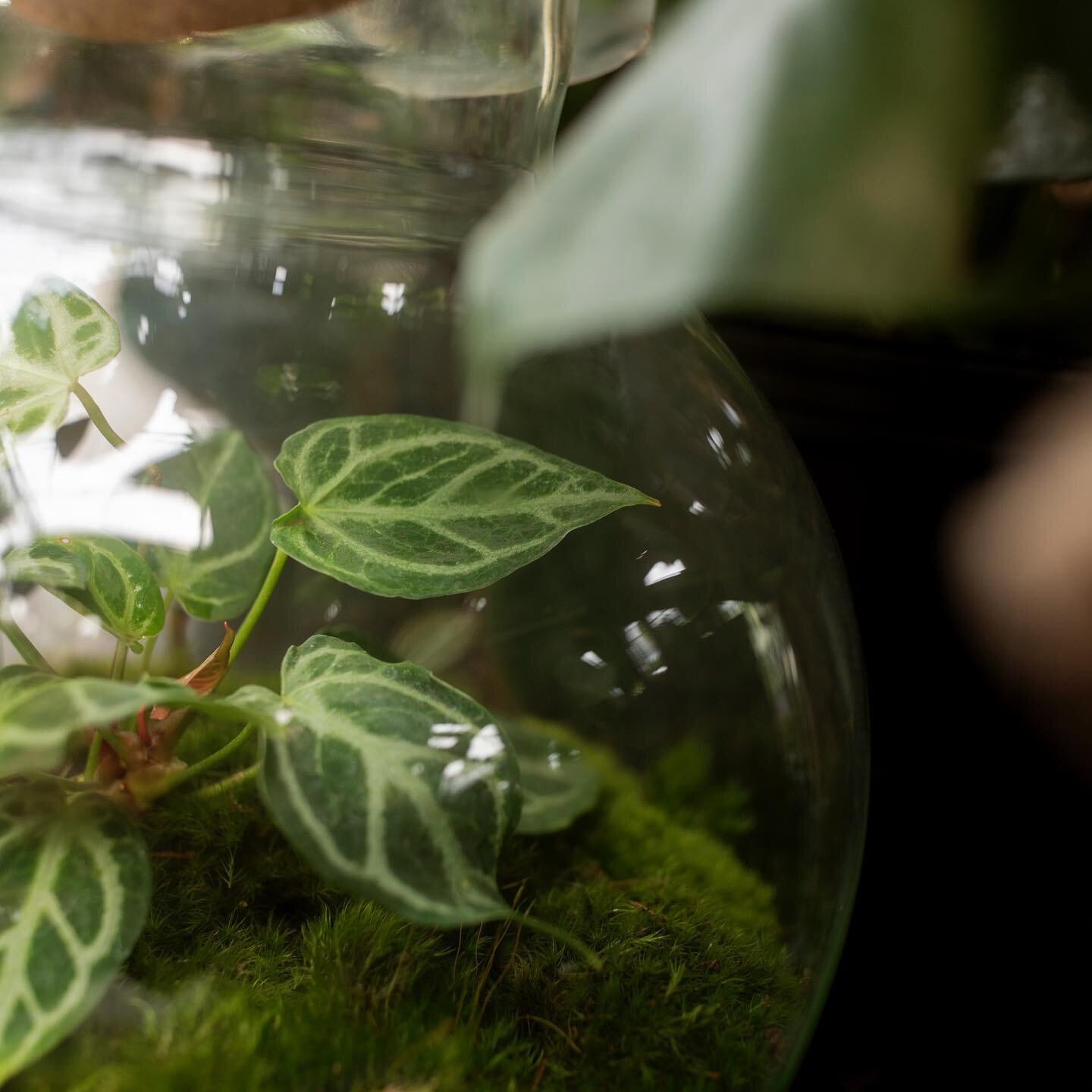 I don&rsquo;t think I&rsquo;ll ever get tired of this terrarium shape - the globe style can be used for both minimalist and maximalist plantings plus everything in between! This piece features a super unique anthurium crystallinum x hope hybrid and s