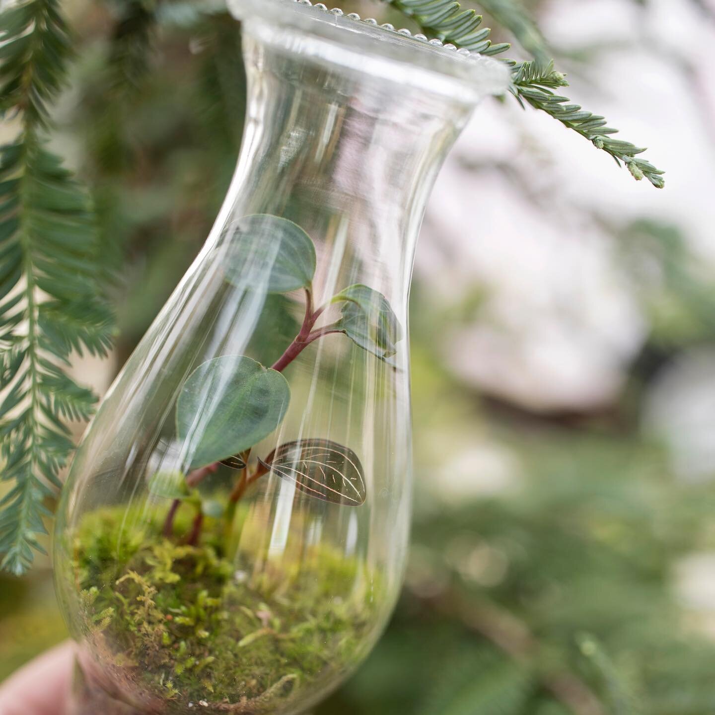 I found this exceptionally unique glass in Erwin, NC and couldn&rsquo;t wait to find the perfect foliage for it! It was originally used as a bulb cover on a chandelier before someone added a bottom to it and turned it into a vase. The geogenanthus an