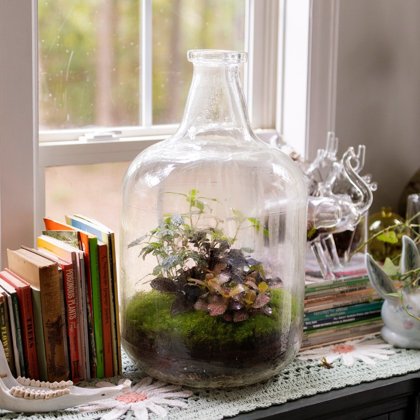 Another terrarium that I was sad (but also happy) to say goodbye to 🥲🌿 I may have a somewhat unhealthy affinity for obnoxiously large vintage Pyrex lab glass, so if you see any be sure to let me know! Making giant statement pieces like this is one 