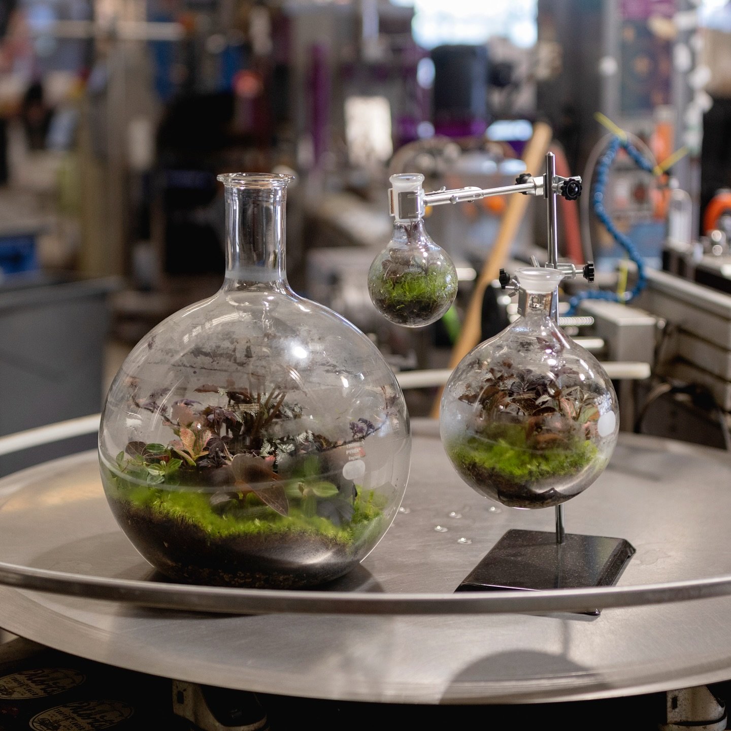 🌱 It&rsquo;s weird science time! ⚗️🧪 So I&rsquo;ve mayyyyyybe been sitting on these flasks for a hot minute trying to decide what to put in them, but figured the more weird science alien monster lookin&rsquo; plants I could cram in the better! Plus