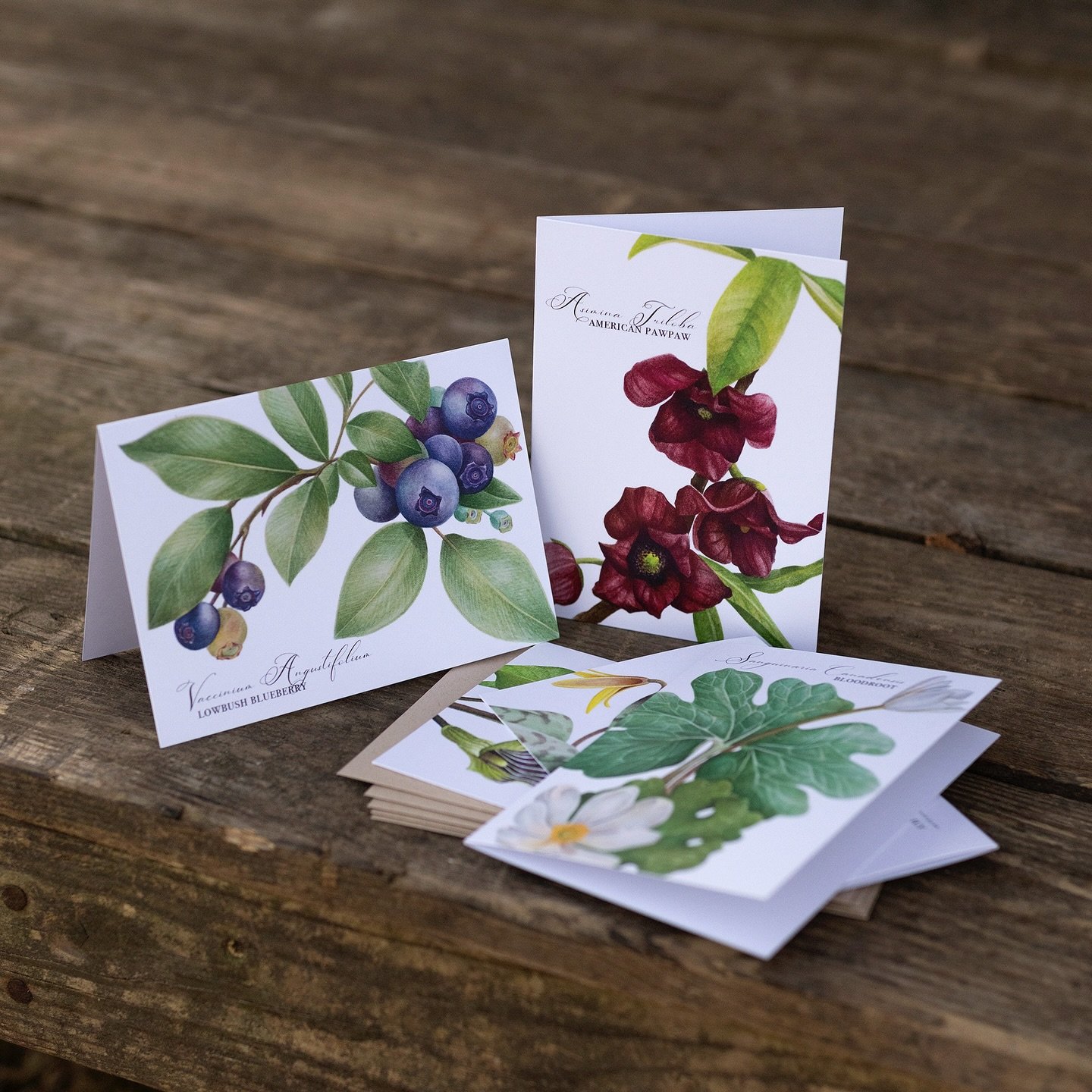 🍂NEW UPDATES IN THE ONLINE SHOP! 🌿 We&rsquo;ve been looking forward to sharing these native plant illustrations with y&rsquo;all for FOREVER and now it&rsquo;s finally time! While there will be various iterations and forms of them for you to enjoy,