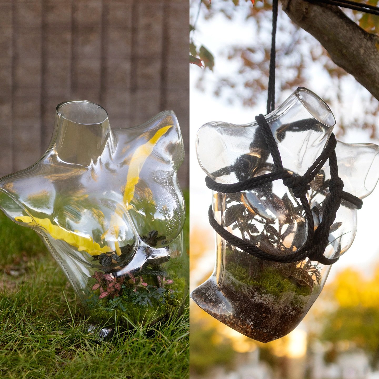 🌱 a little side-by-side for y&rsquo;all 🌱 (➡️ for more detail) 
👀 One of my favorite things about planting duplicate vessels is experimenting with their versatility - I love being able to create dramatic variations in theme and seeing how plants p