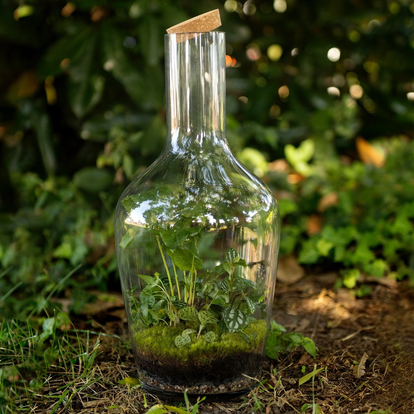 I&rsquo;ve been less than great about taking photos of my work lately, so I&rsquo;m really glad I got to snag a couple quick shots of this big green buddy before I sent him off to his forever home last weekend 💚🌱 
.
#terrarium #houseplants #plants 