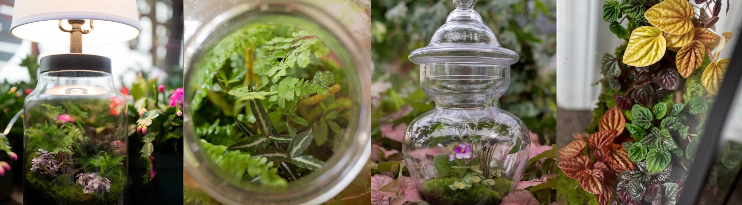 terrariumsv3 copy.jpg