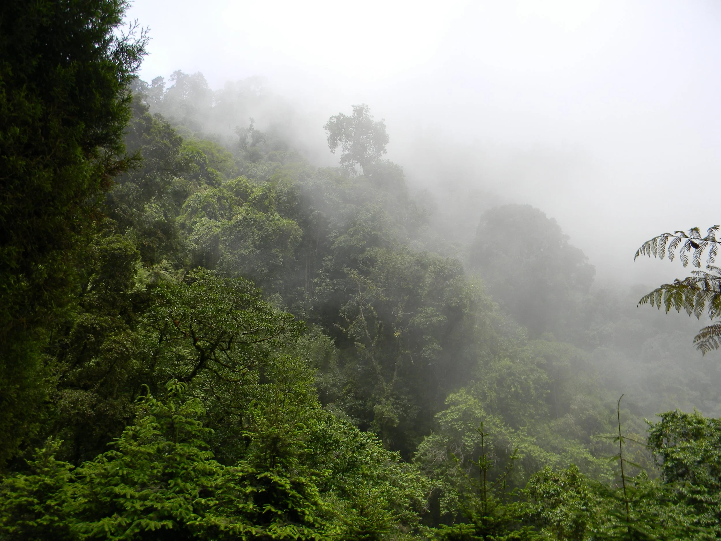 Jungles of Guatemala