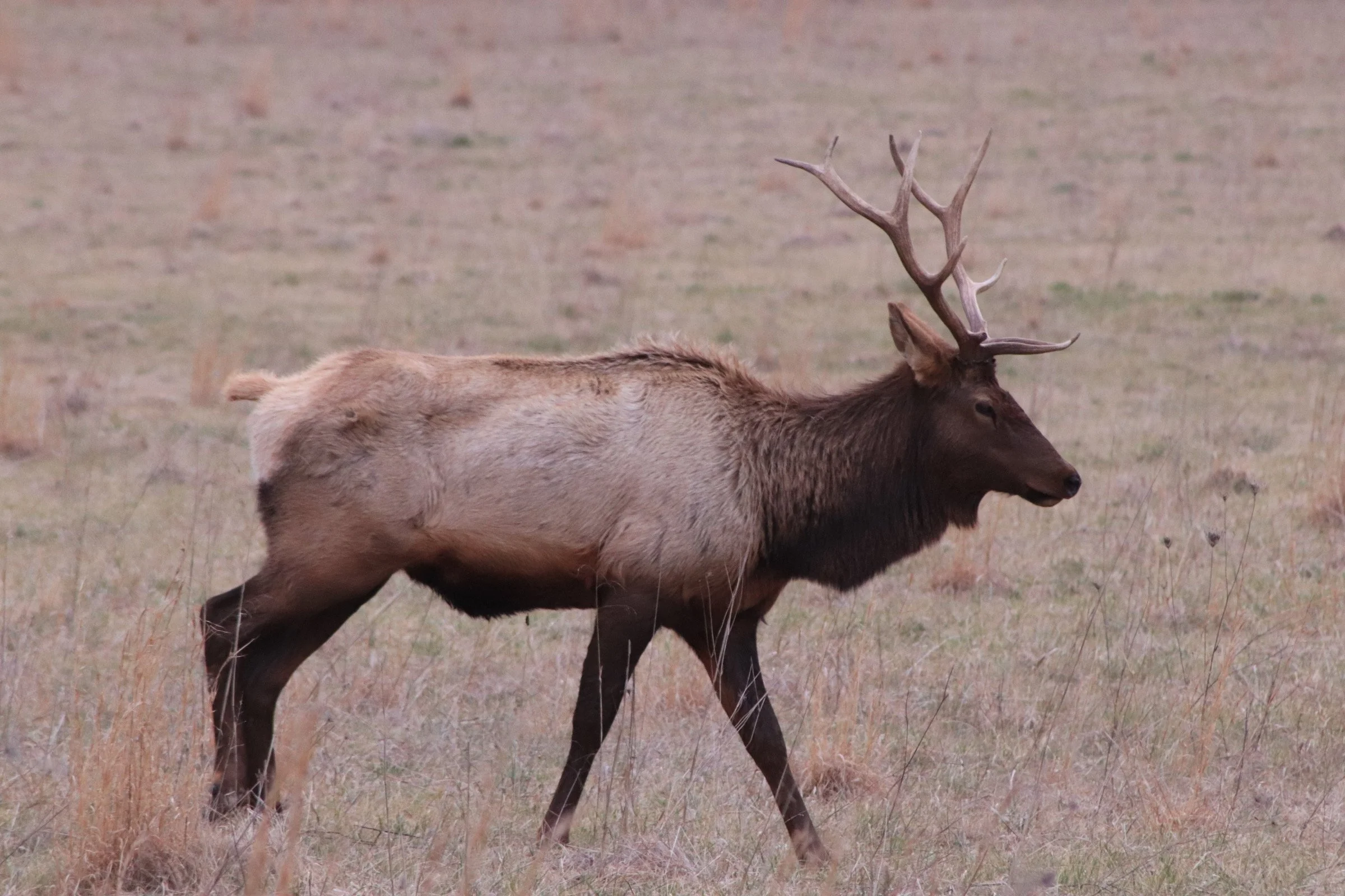 Elk Grazes in a Field at Smokey Mountain NP