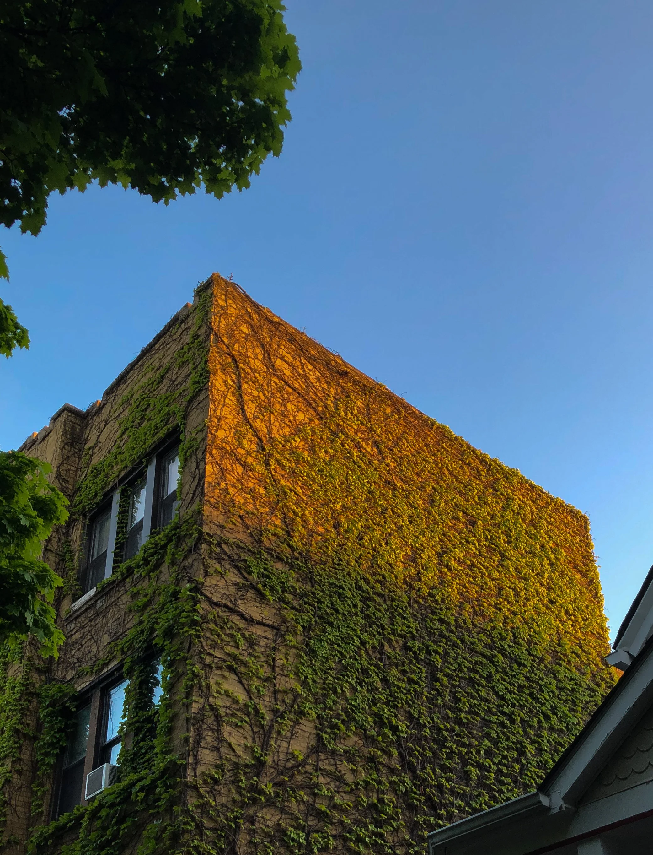 Nature overcoming a Chicago Brownstone