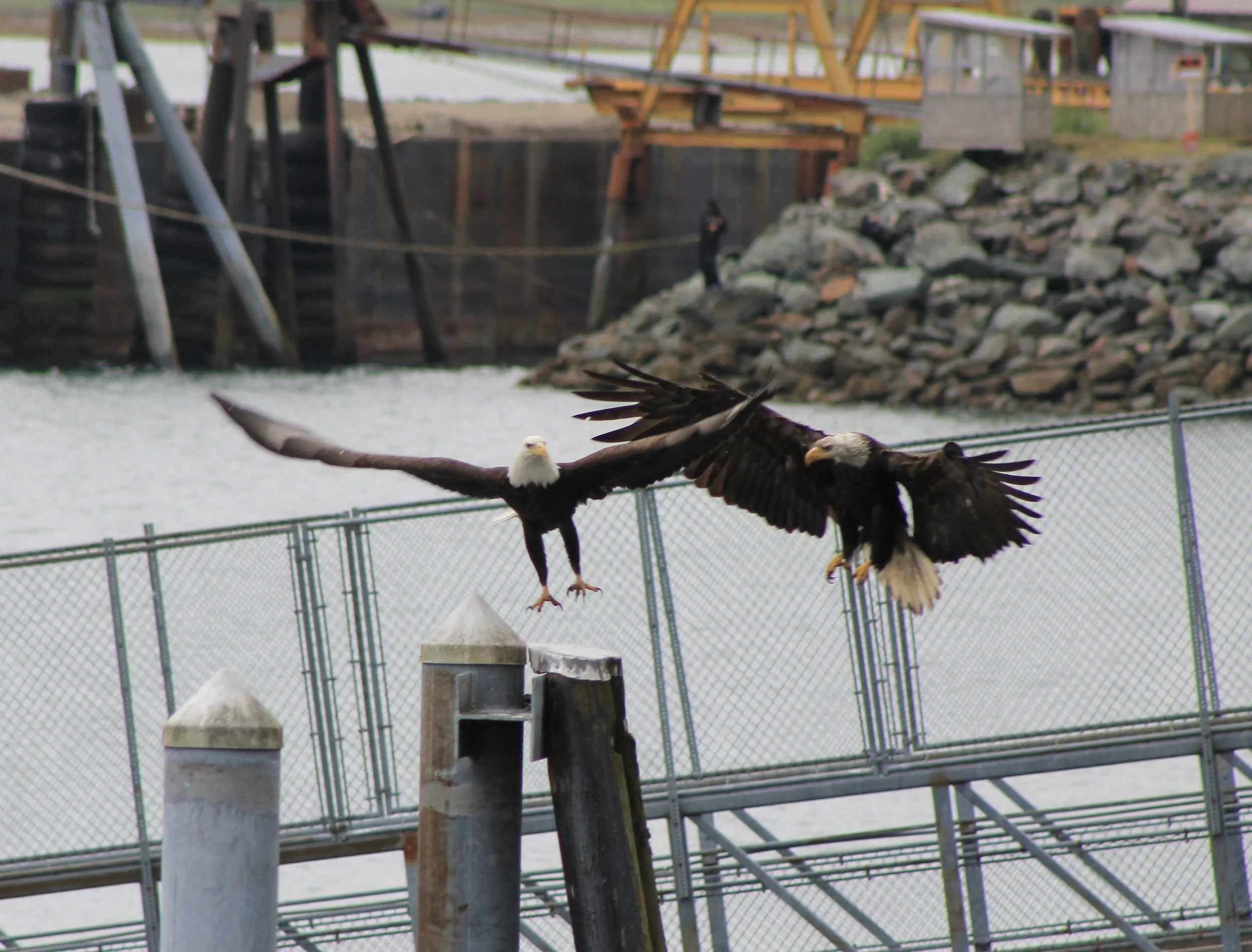 Bald Eagles in Skagway, Alaska 