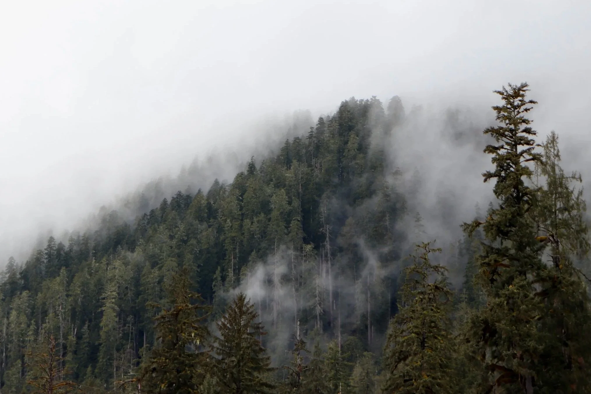 A forested mountain with tall evergreen trees partially obscured by mist and fog.