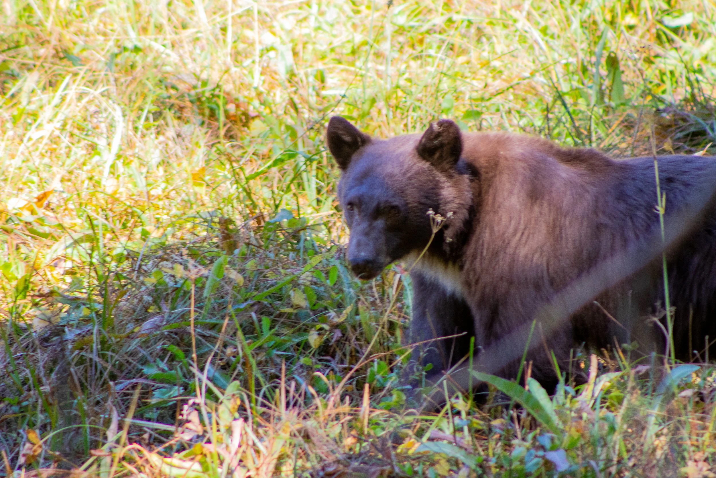 A juvenile Black Bear in a meadow at Sequoia NP