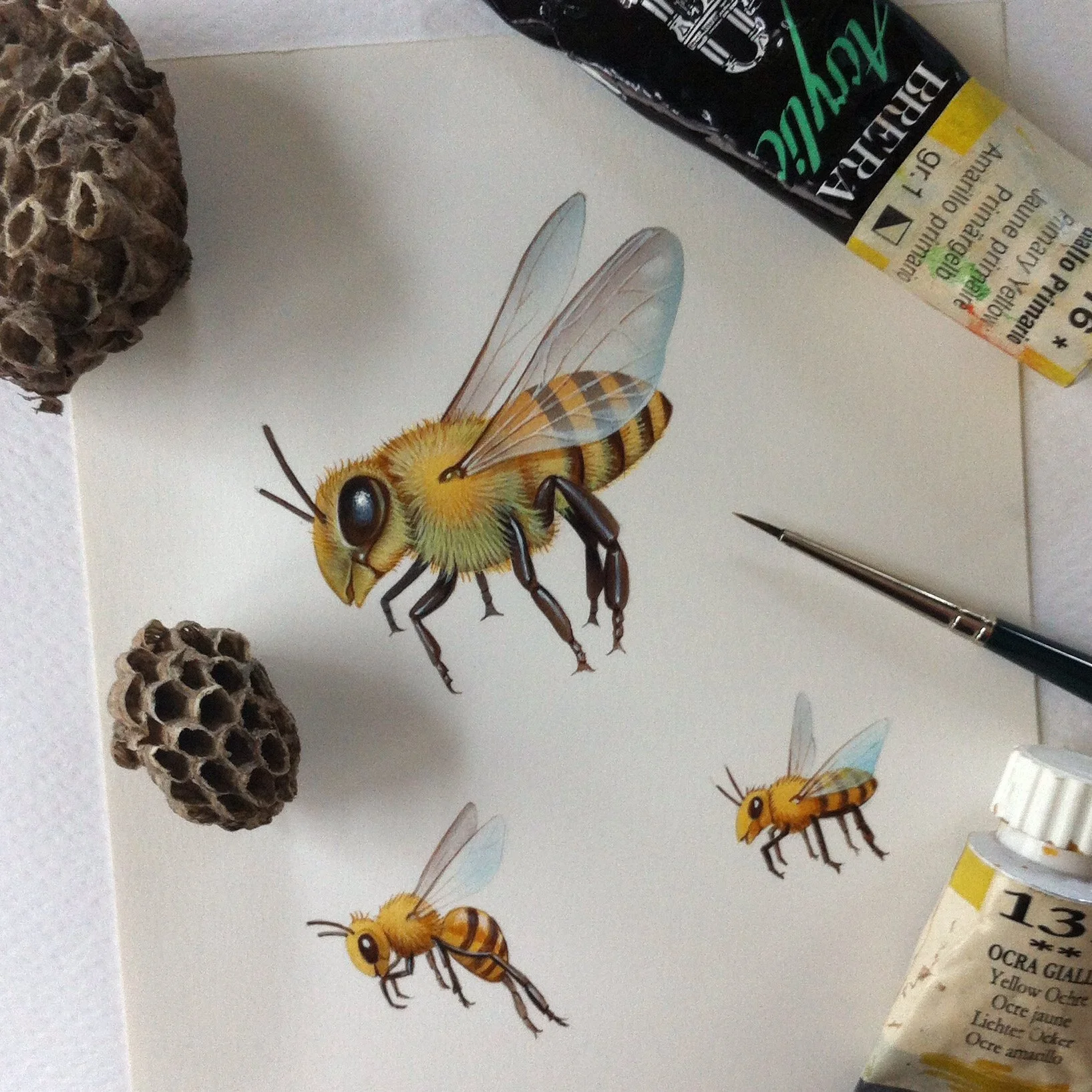 NATURAL HISTORY | EDUCATIONAL (coming soon)