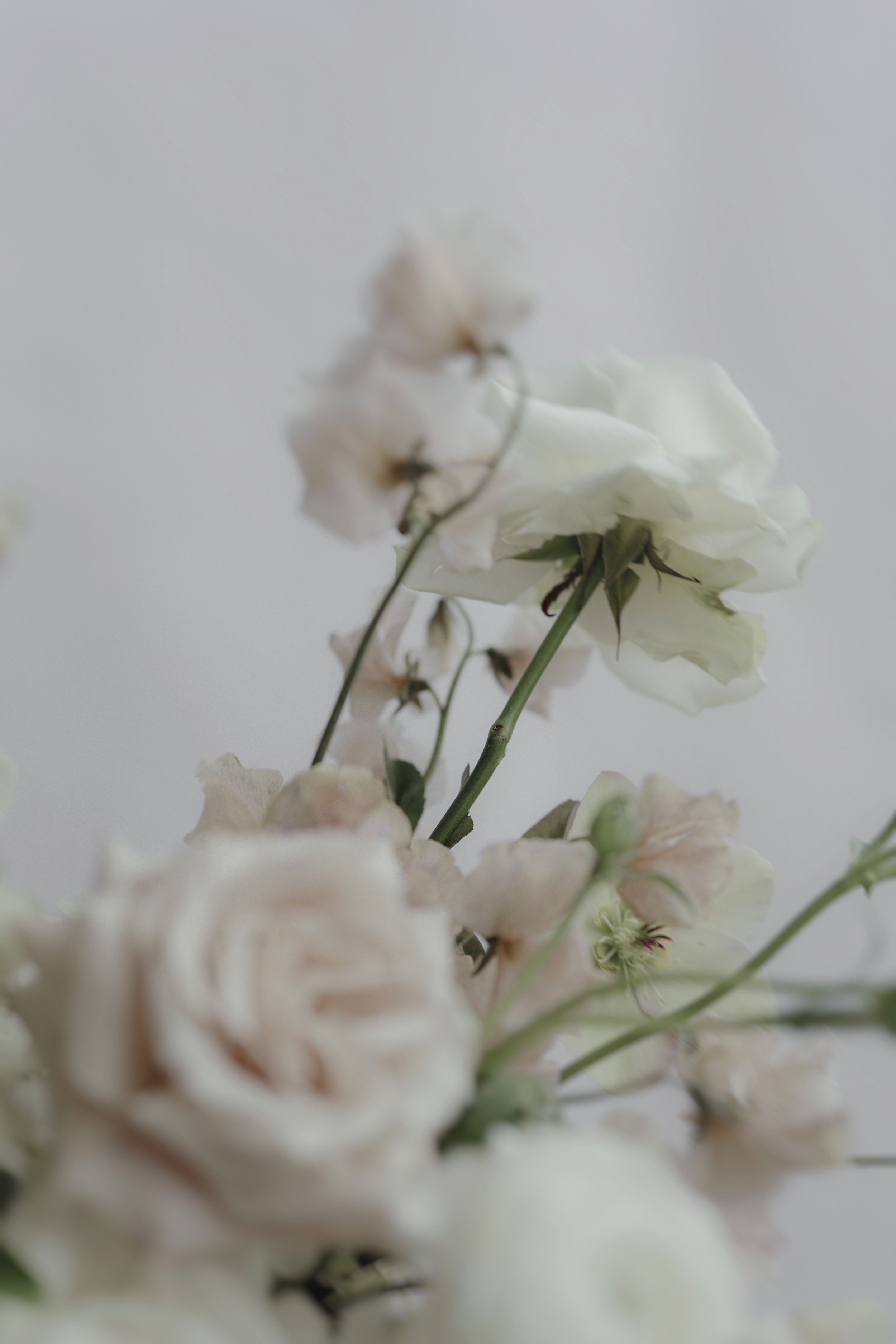 shining pearls_54.jpg