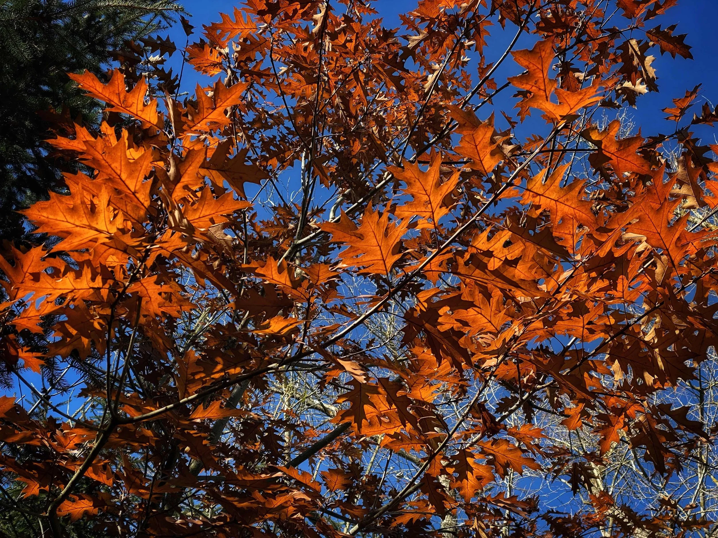 What to eat in autumn season
