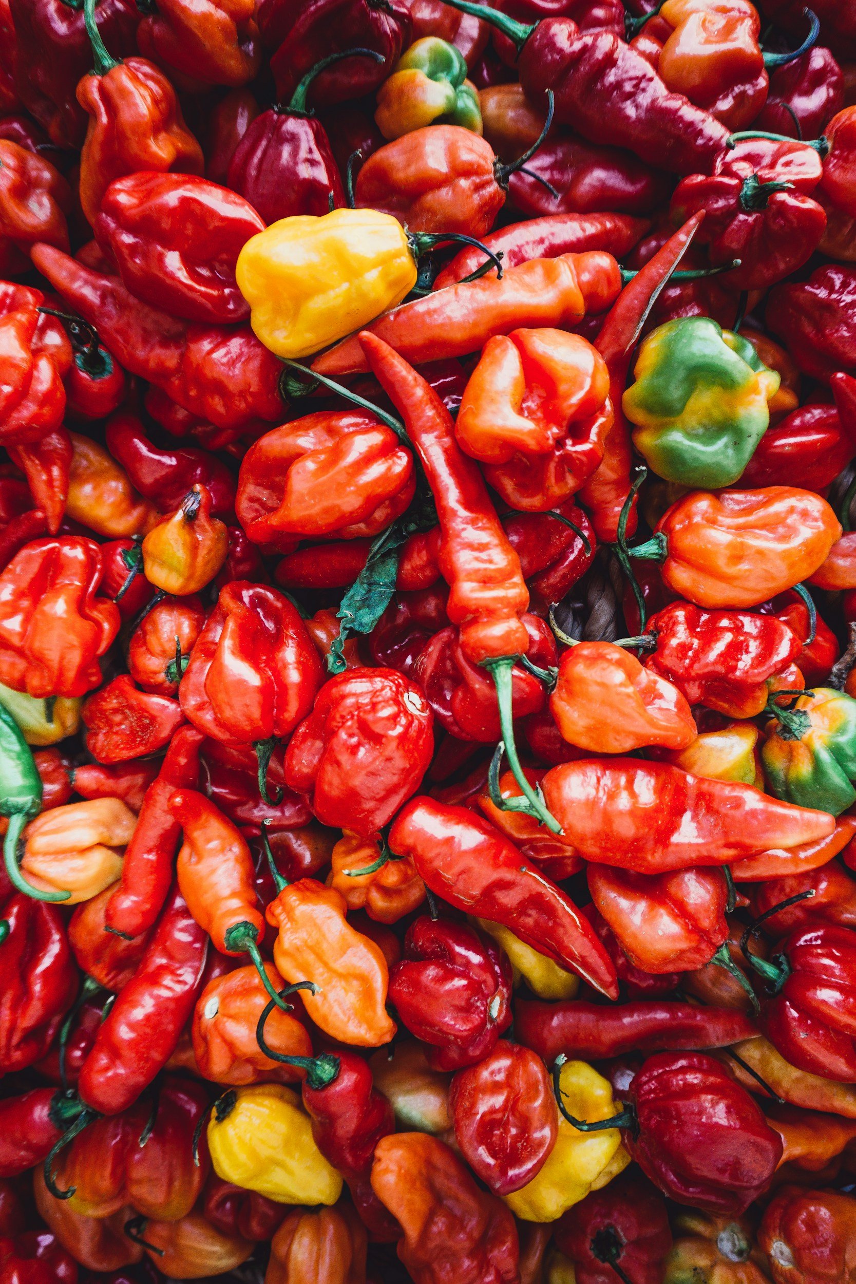 Paprika