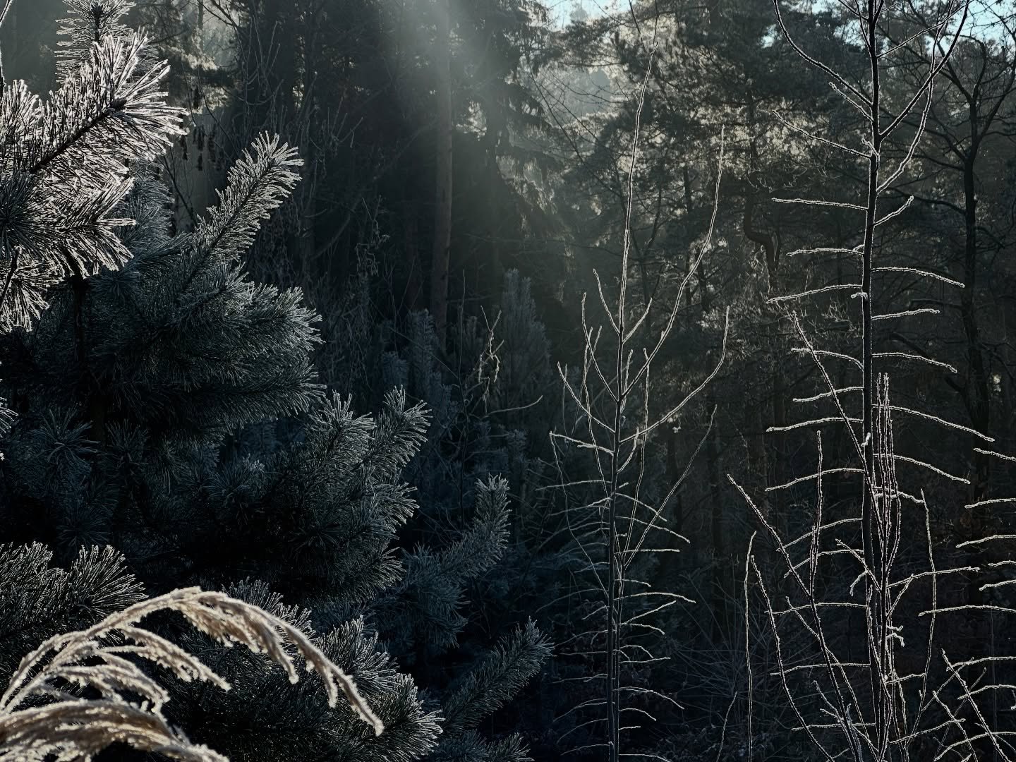Winter ❄️ 
.
.
#czechia #winter #nature #home #stillness