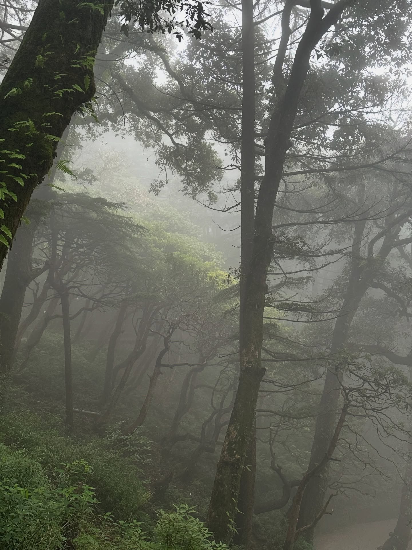 Monsoon in Dharamshala 🏔️🌧️💚
.
.
#tushita #bhagsu #dharamkot #himalayas #lifeinindia #india #monsoon #dharamshala #himachal