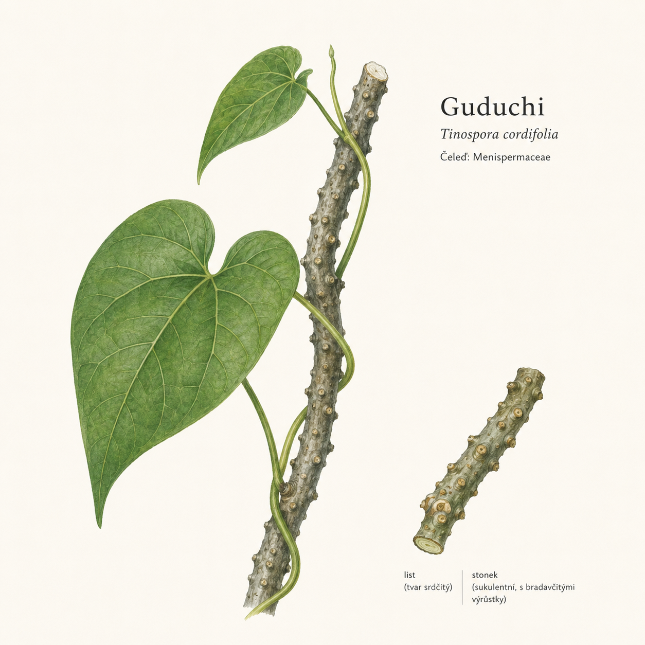 GUDUCHI