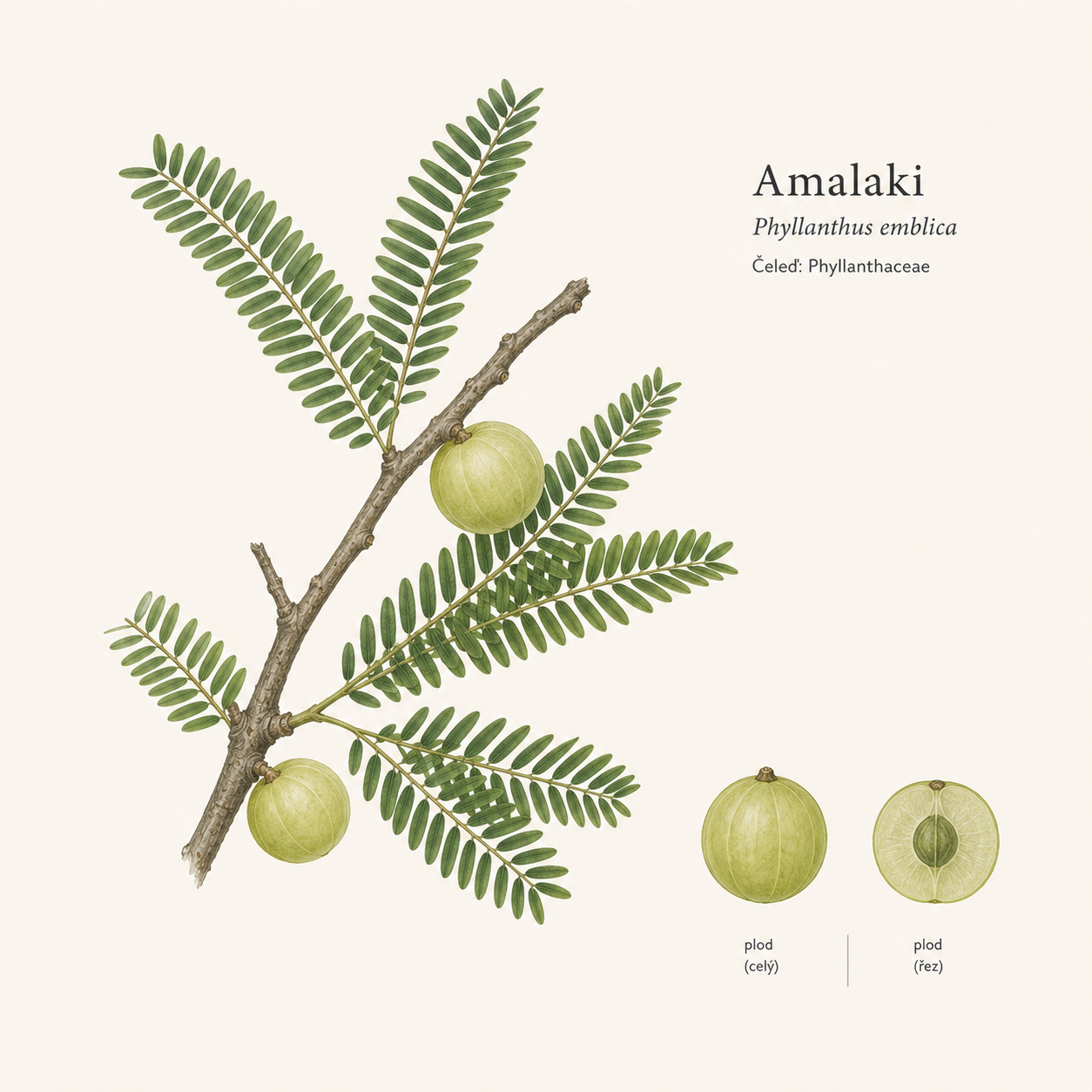AMALAKI