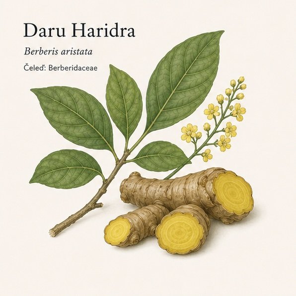DARU HARIDRA