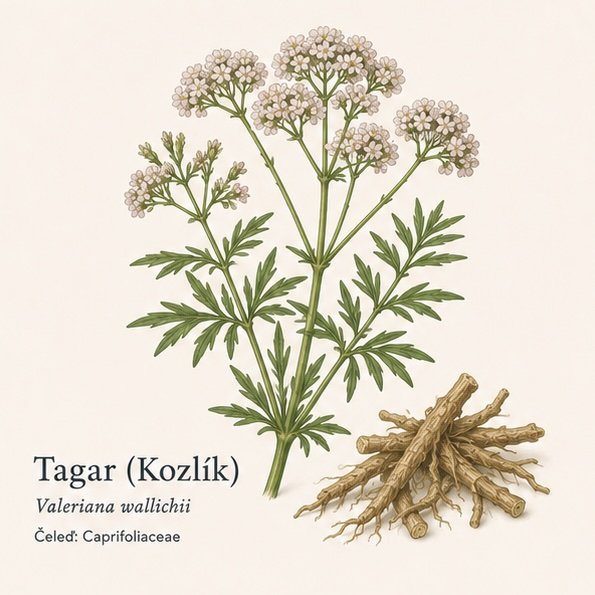 TAGAR (kozlík)