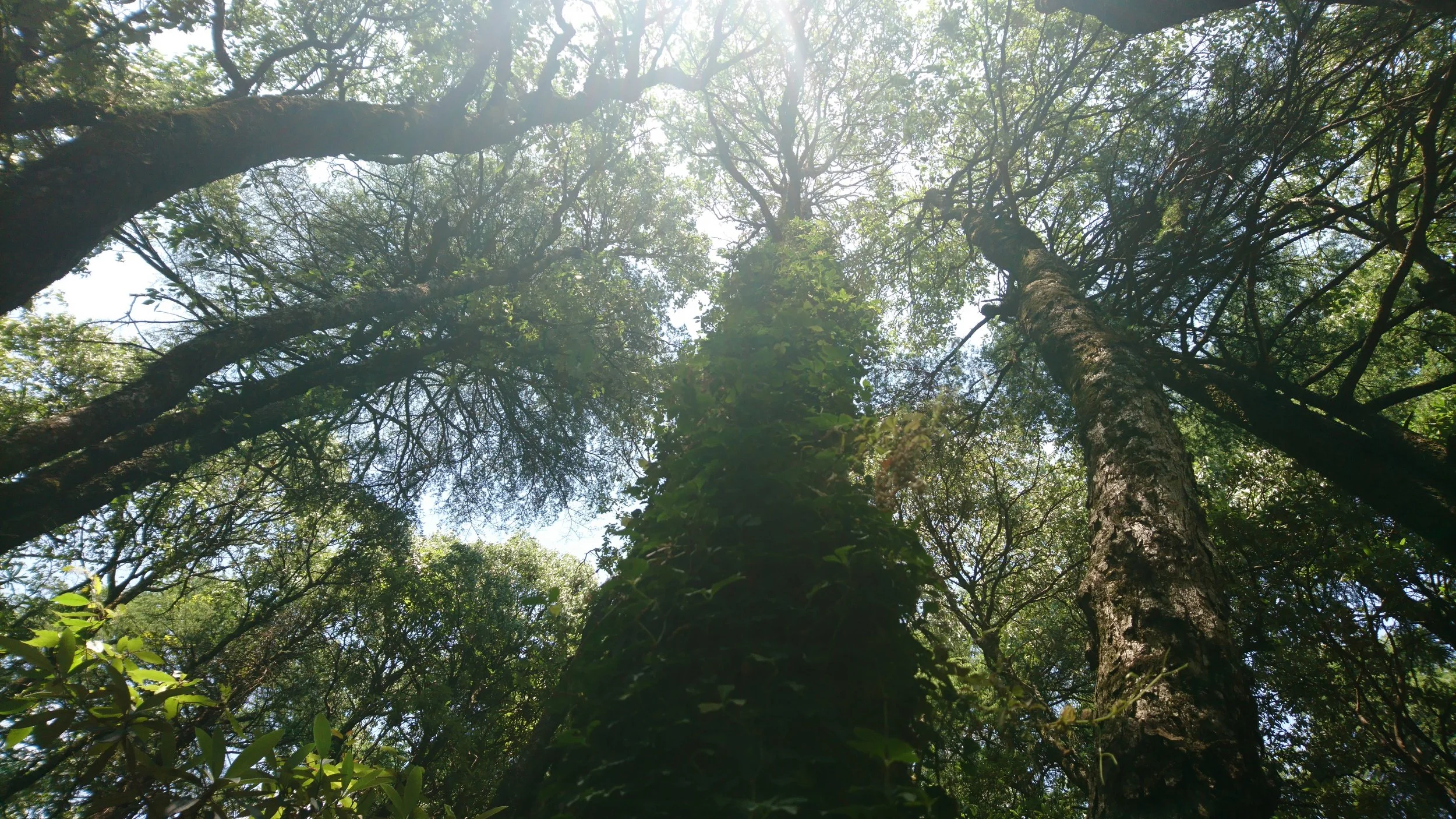 Looking up at tall trees with dense green foliage in a forest, sunlight filtering through the leaves.