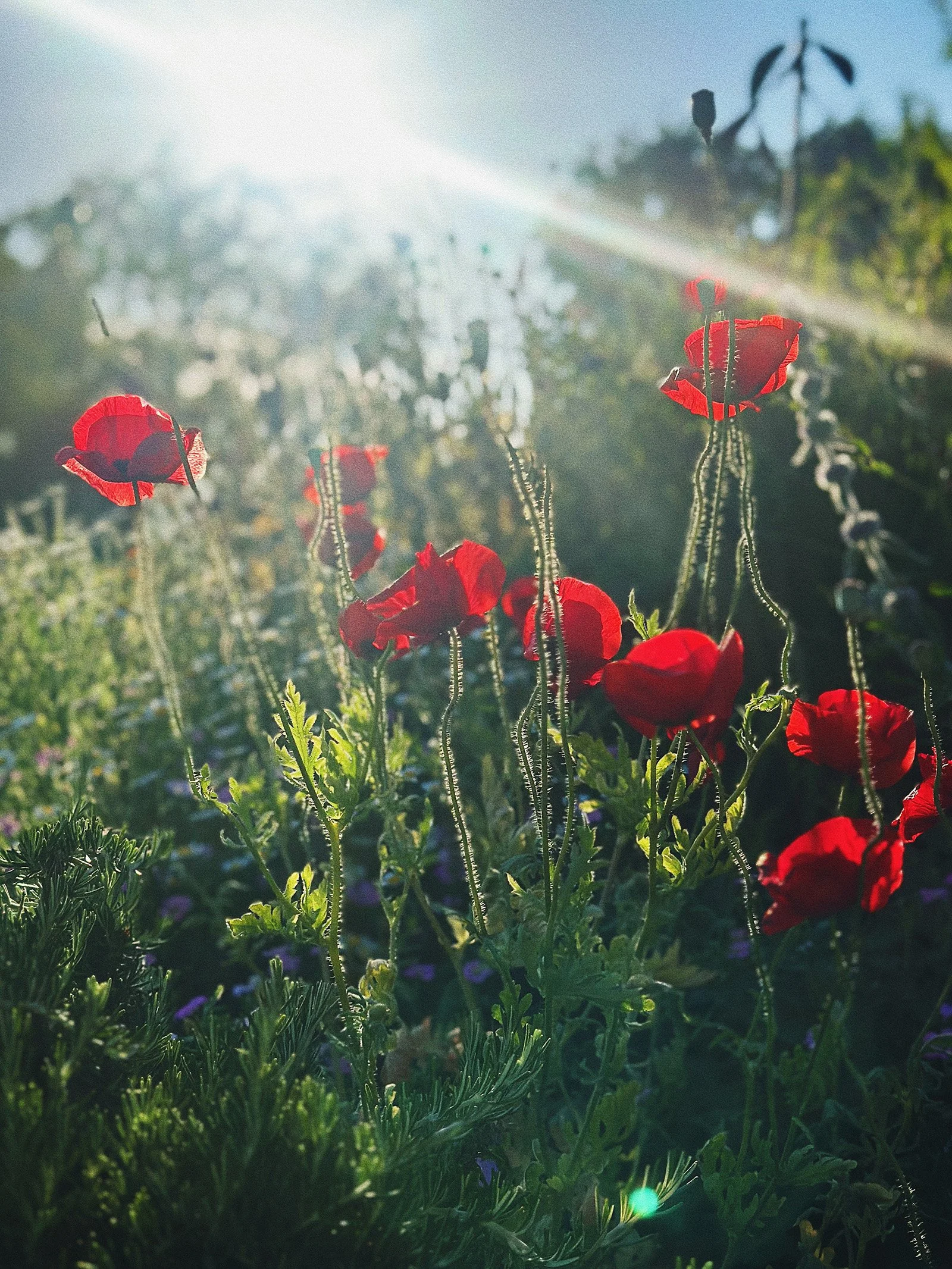 Cotswolds-by-Design-edits-22.jpg