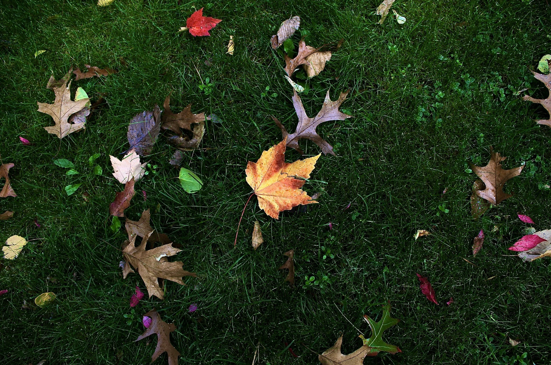 Don’t Miss Winnipeg’s Last Yard Waste Collection of the Year