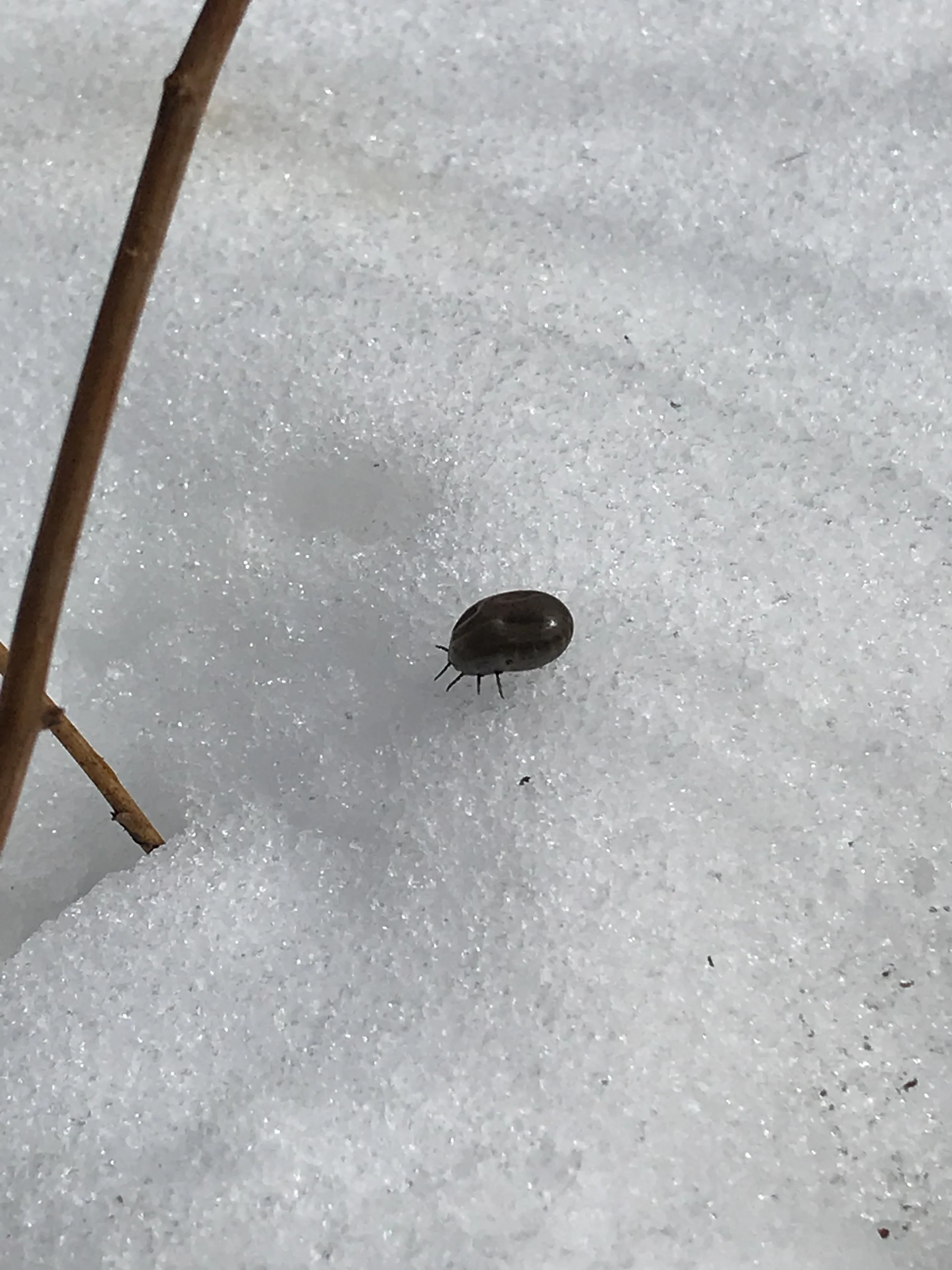 blood filled female winter tick on snow.jpg