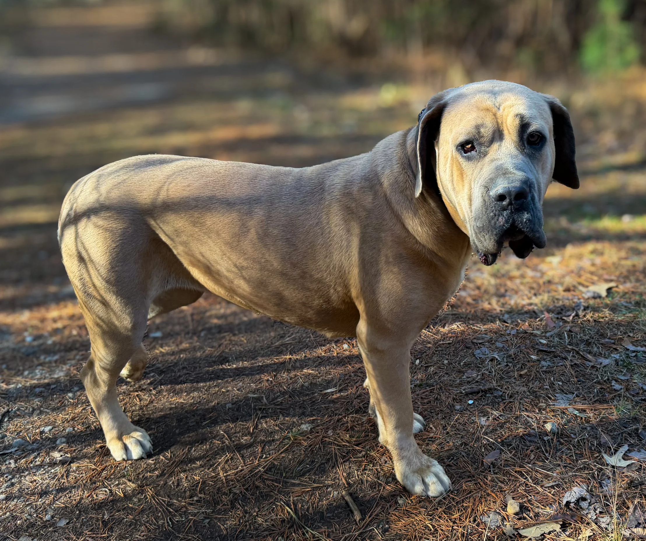 Large Formentino Cane Corso dog with a black collar outdoors in a natural setting, surrounded by rocks and trees from Catawba Cane Corso