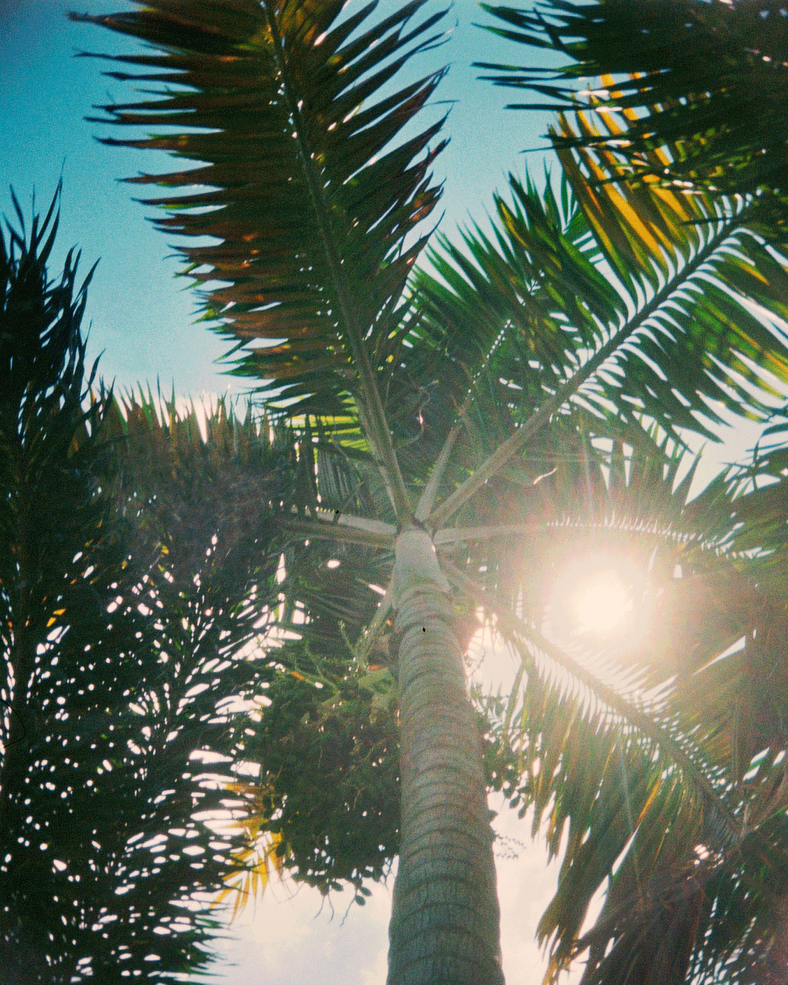 Palm-Tree.gif