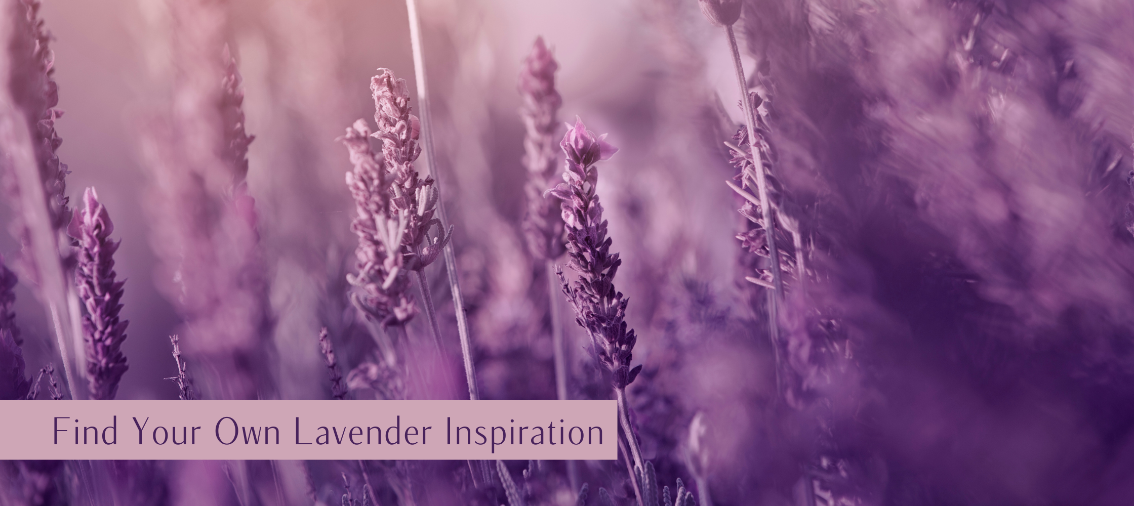 Find Your Own Lavender Inspiration