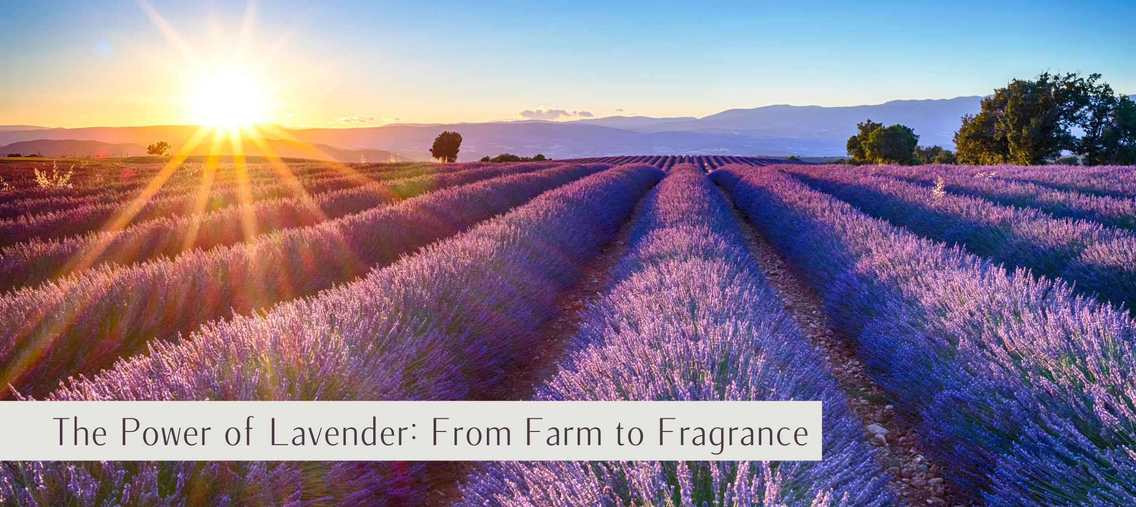 The Power of Lavender: From Farm to Fragrance