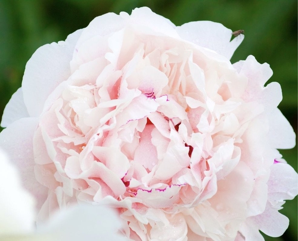 Potted Peony - Gardenia