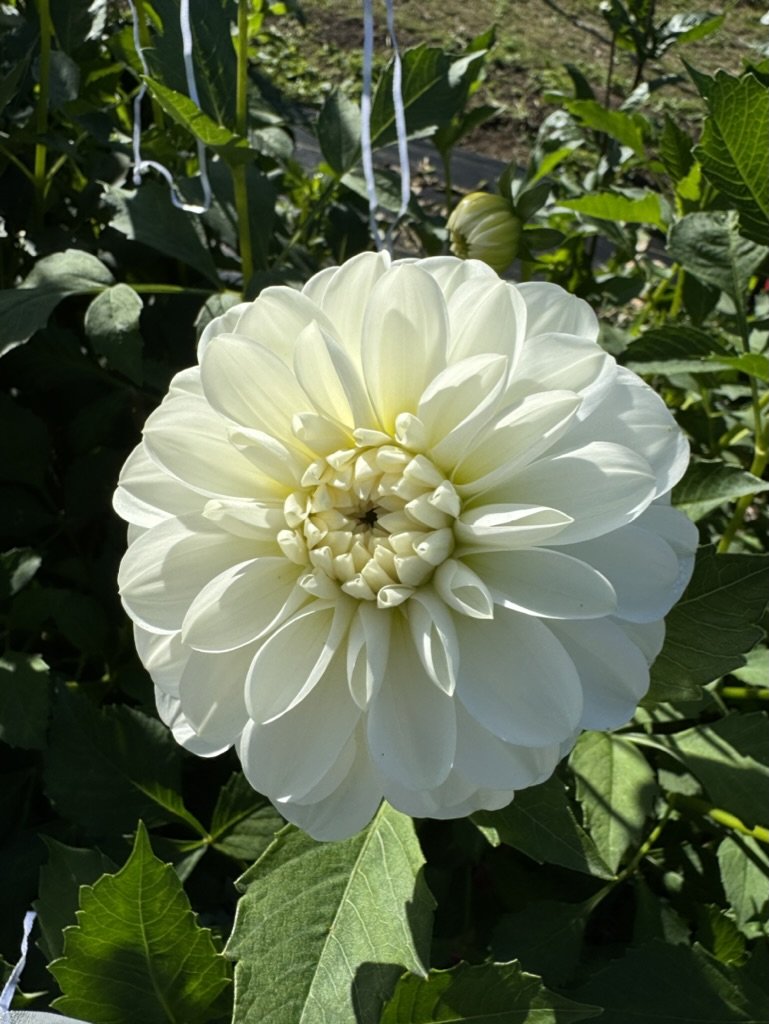 Blizzard - Dahlia Tuber