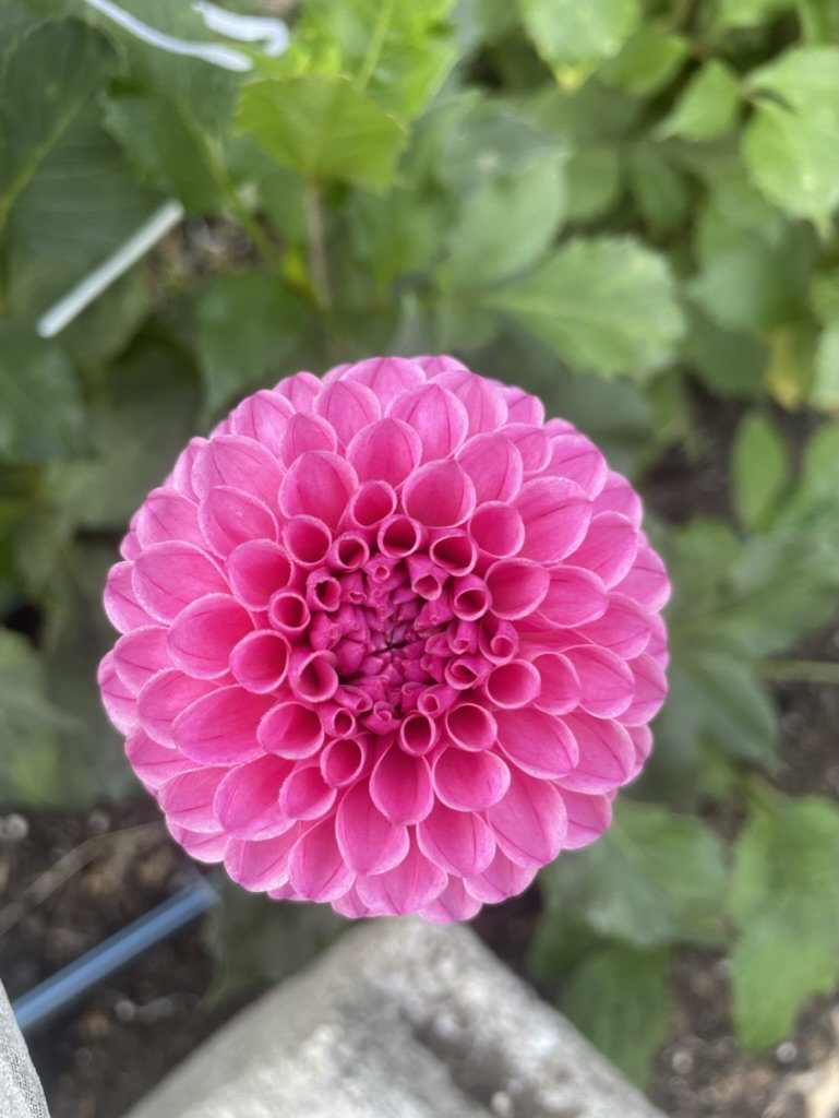 76E17E63-CBE4-4F8D-8F89-A8EC2C0D81DA_1_105_c.jpeg