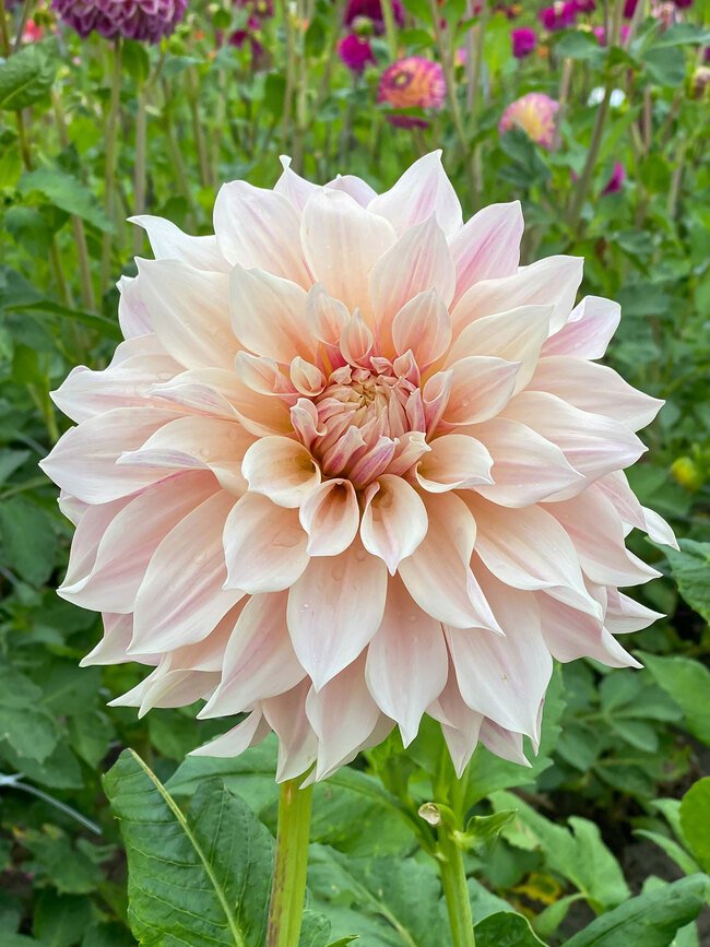 Cafe au Lait - Dahlia Tuber